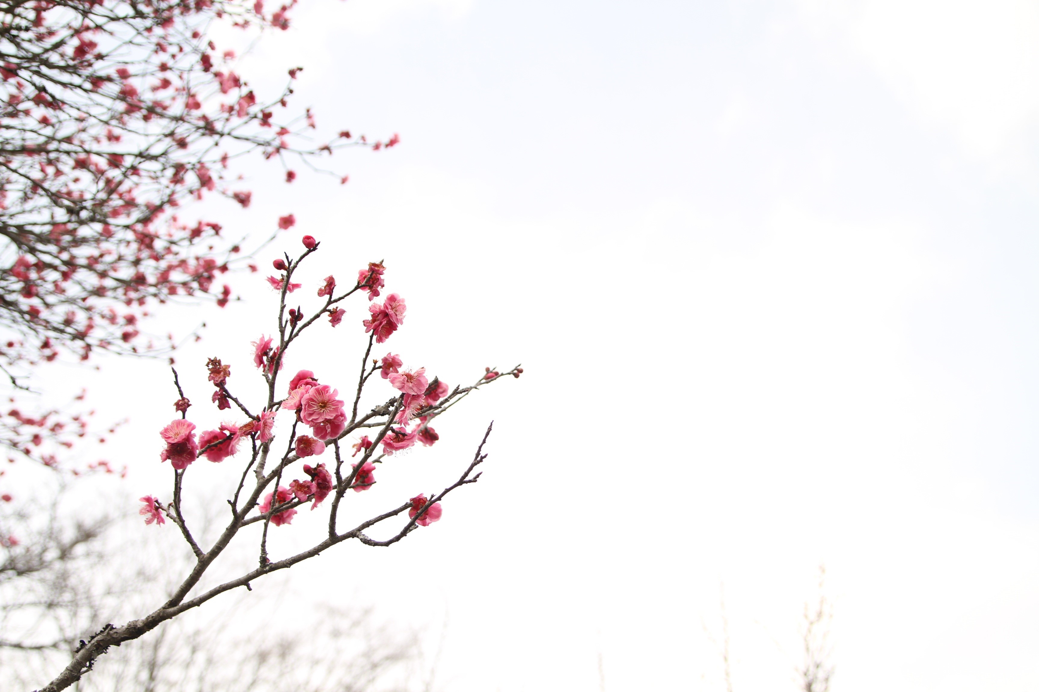 vulnerability, no people, growth, japanese peace park, plant, cherry, branch, outdoors, flowering plant, plum blossom, 2K, low angle view, blossom, springtime, HD Wallpaper