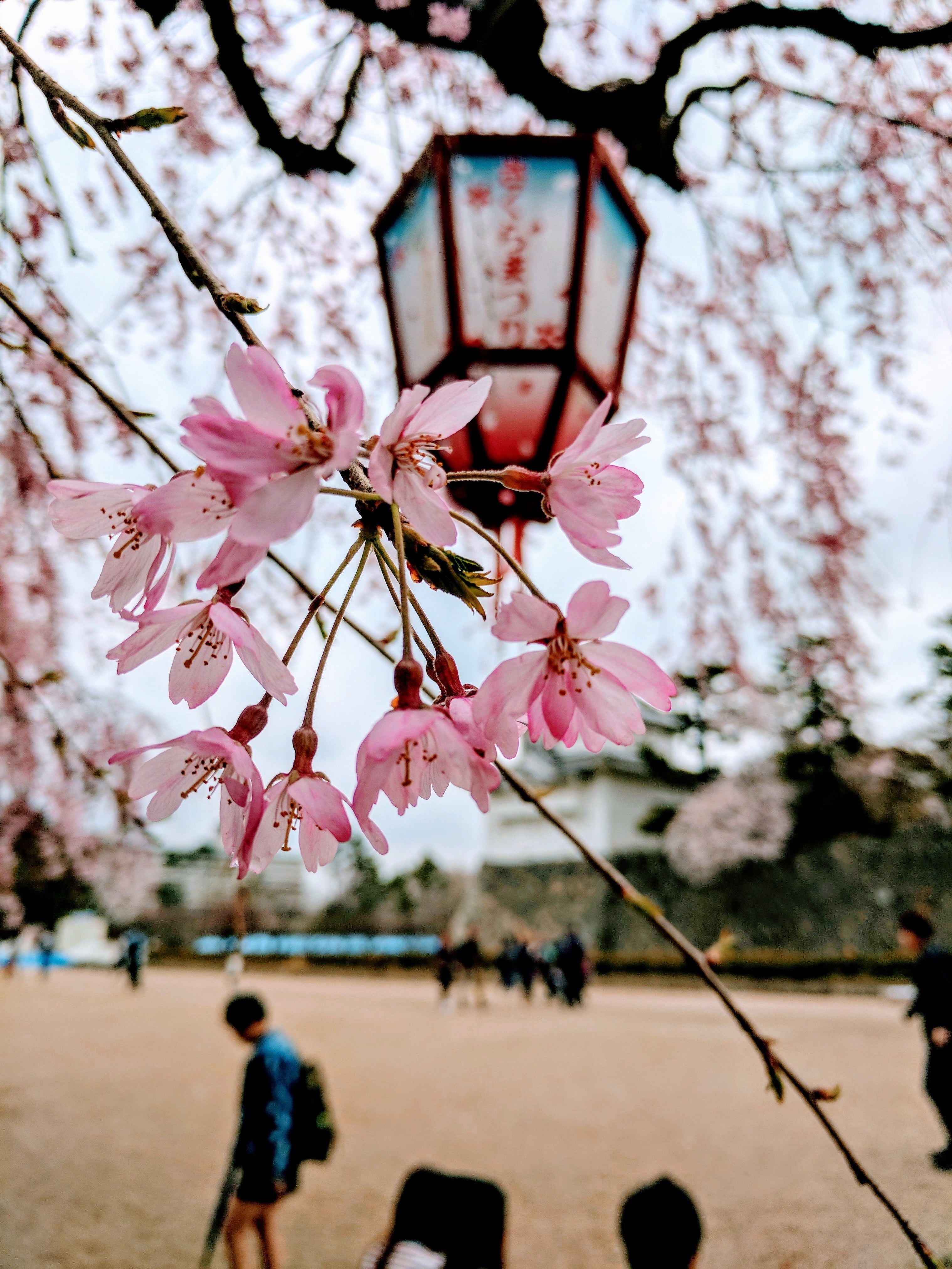 4K, tree, nature, fragility, vulnerability, freshness, cherry tree, beauty in nature, park, plum blossom, cherry blossom, petal, plant, flower, focus on foreground, Phone HD Wallpaper