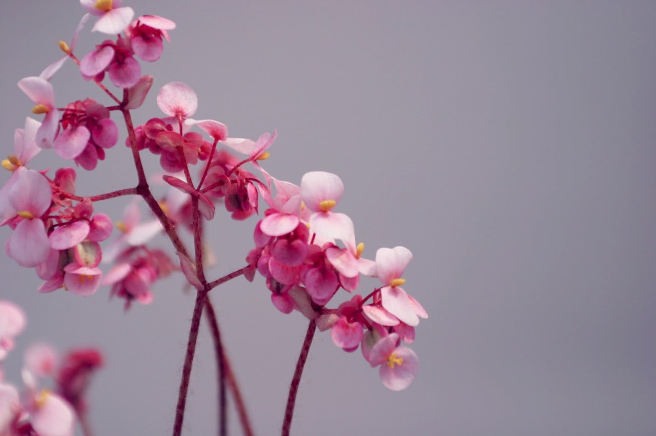 plant, tree, fragility, cherry blossom, spring, flower head, twig, beauty in nature, outdoors, no people, close-up, inflorescence, pink, growth, freshness, HD Wallpaper
