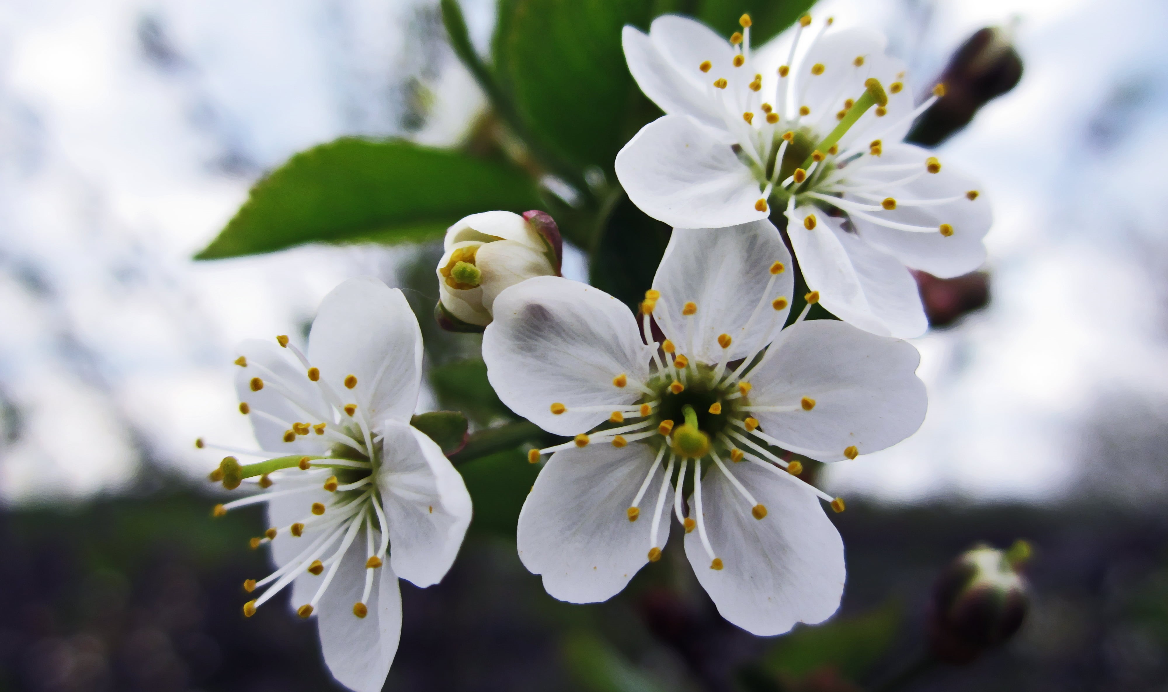 bunch of flowers, flower, focus on foreground, pollen, close-up, 4K, fragility, closeup, plants, blossom, springtime, white flowers, vulnerability, petal, HD Wallpaper