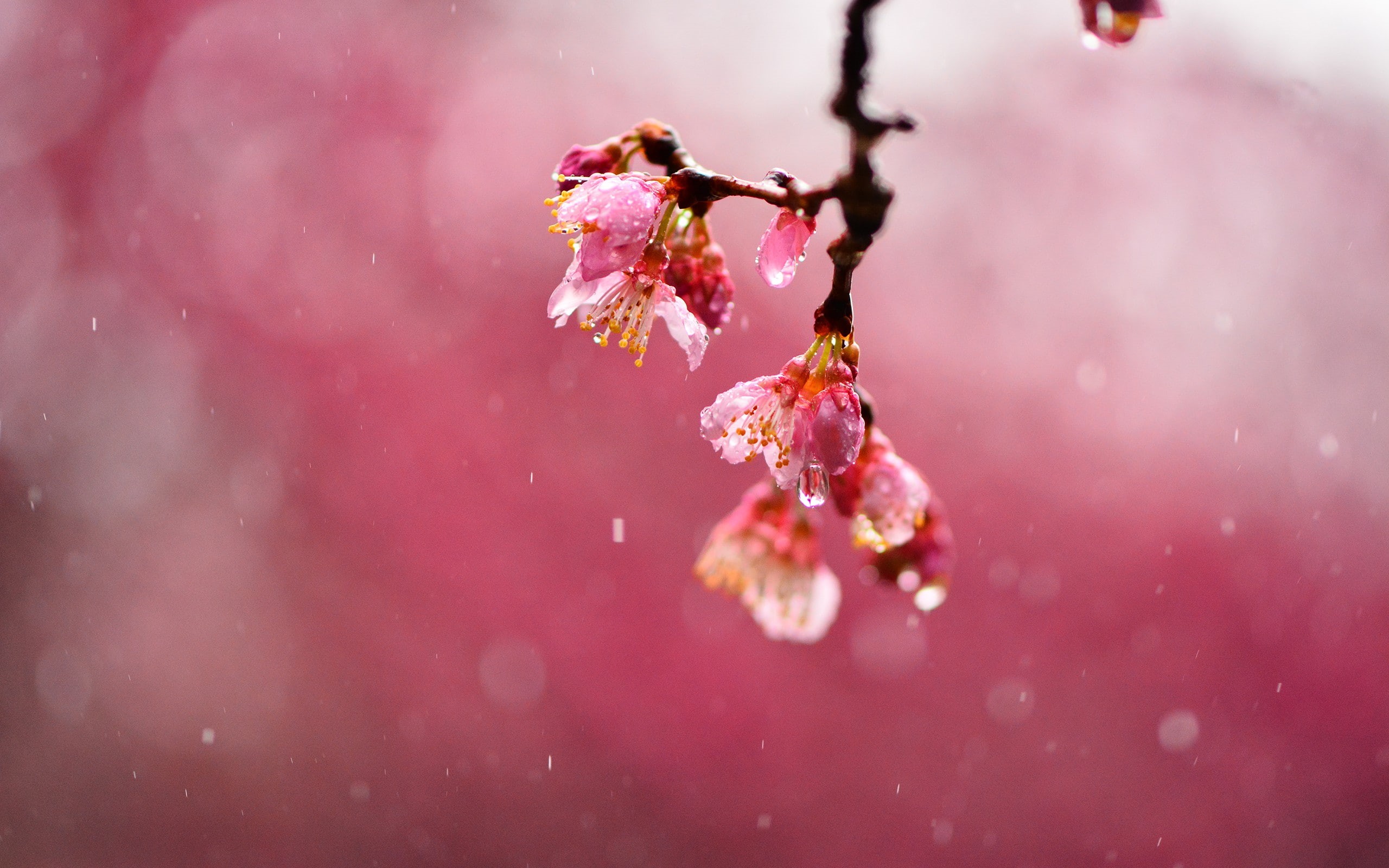 close-up, beauty in nature, water, water drops, tree, purple, flower, cherry blossom, plant, 2K, springtime, vulnerability, selective focus, plum blossom, HD Wallpaper