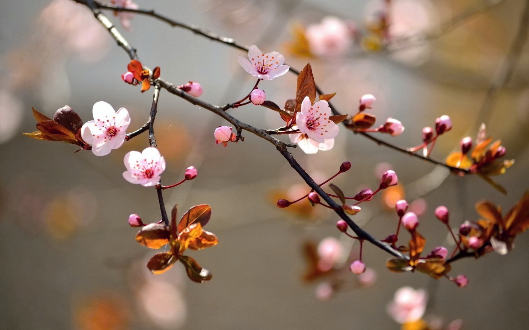 fragility, flower head, outdoors, petal, freshness, flowers, blossom, no people, beauty in nature, close-up, branch, plum blossom, inflorescence, focus on foreground, HD Wallpaper