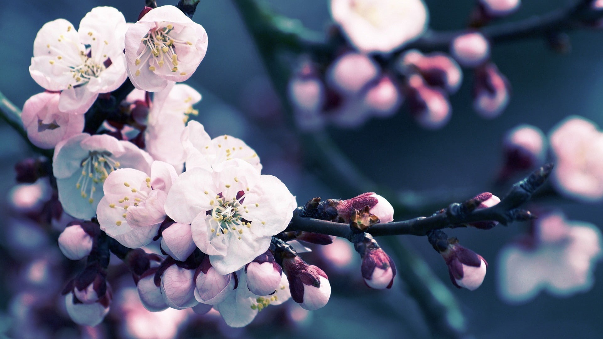 freshness, fragility, vulnerability, plants, nature, 1080P, flowers, growth, plum blossom, inflorescence, plant, springtime, cherry tree, close-up, purple, HD Wallpaper