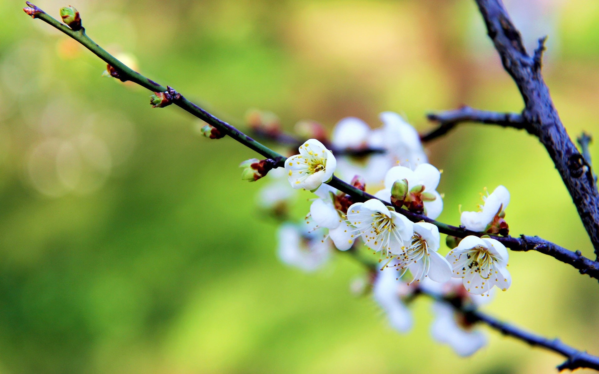 1080P, Flowers, Spring, White, Blossoms, Plum, HD Wallpaper