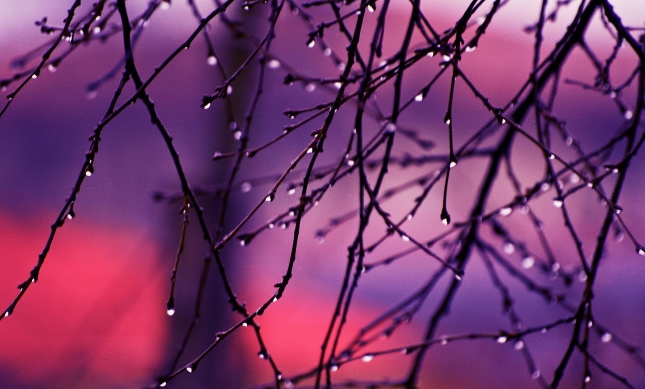 close-up, selective focus, plant, branch, no people, low angle view, bare tree, outdoors, vulnerability, dew, plum blossom, focus on foreground, pink color, HD Wallpaper