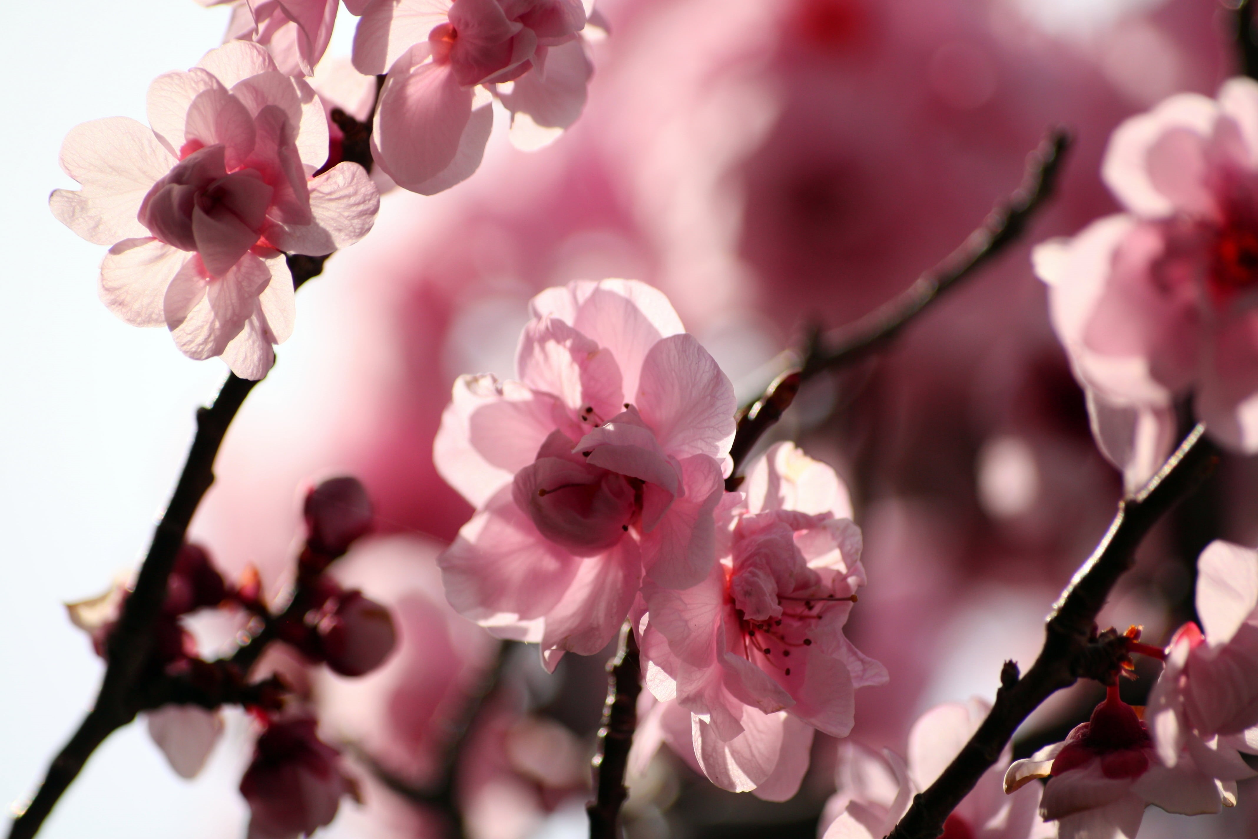 close-up, branch, plant, flower, USA, pink, UC Berkeley, springtime, selective, Plum Blossoms, japan, plum blossom, photography, selective focus, college, HD Wallpaper