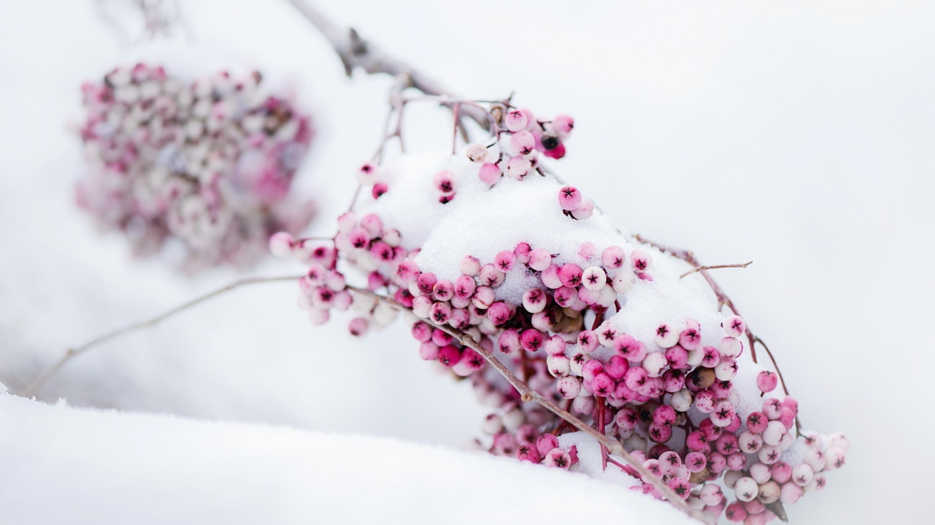branch, food and drink, plum blossom, flower arrangement, flowering plant, bunch of flowers, tree, no people, freshness, springtime, flower, focus on foreground, HD Wallpaper