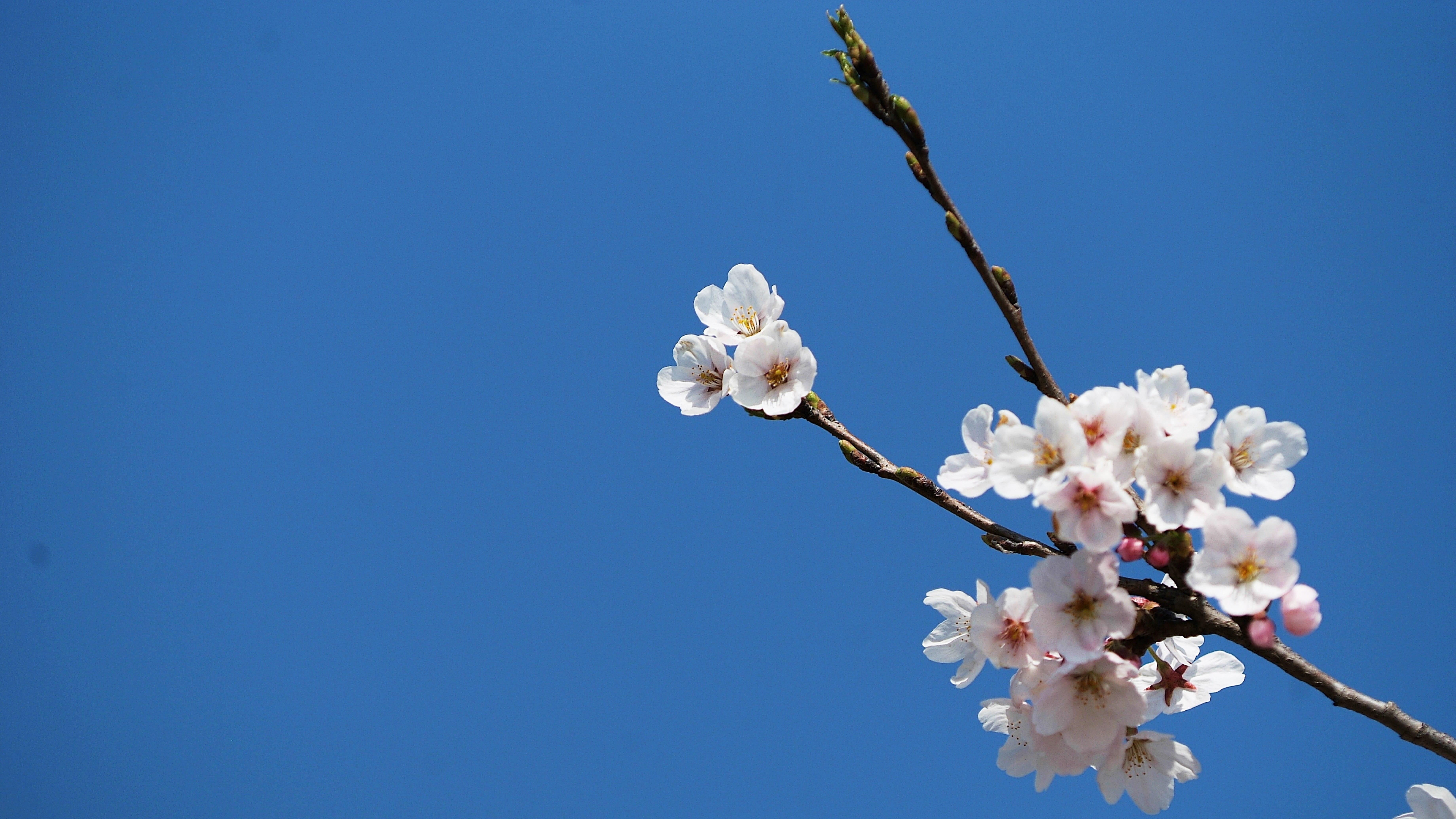 flower, white color, no people, plant, nature, fragility, petal, growth, sky, clear sky, korea, vulnerability, pollen, flowers, softness, 5K, plum blossom, HD Wallpaper