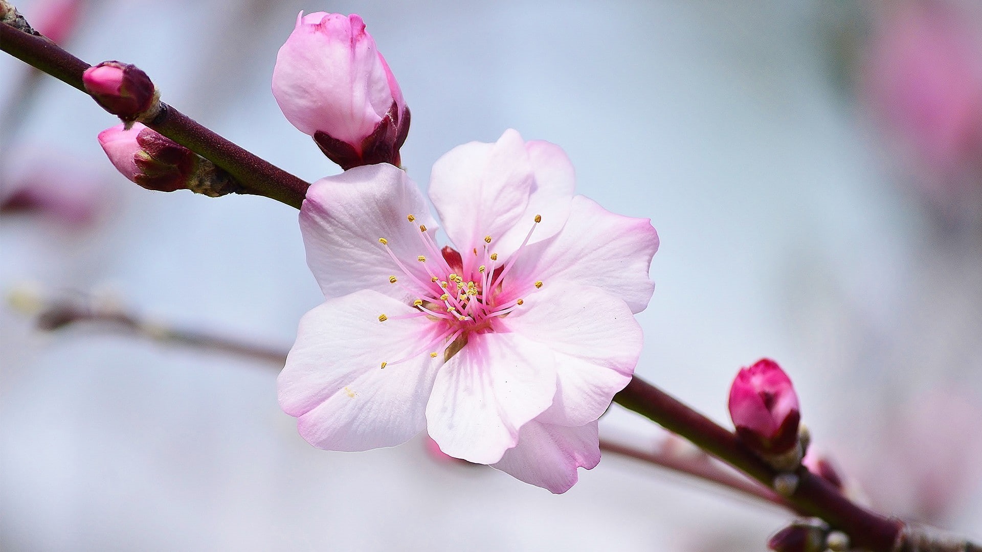 vulnerability, branch, pink color, fragility, petal, cherry tree, 1080P, blossom, close-up, beauty in nature, plum blossom, springtime, inflorescence, HD Wallpaper