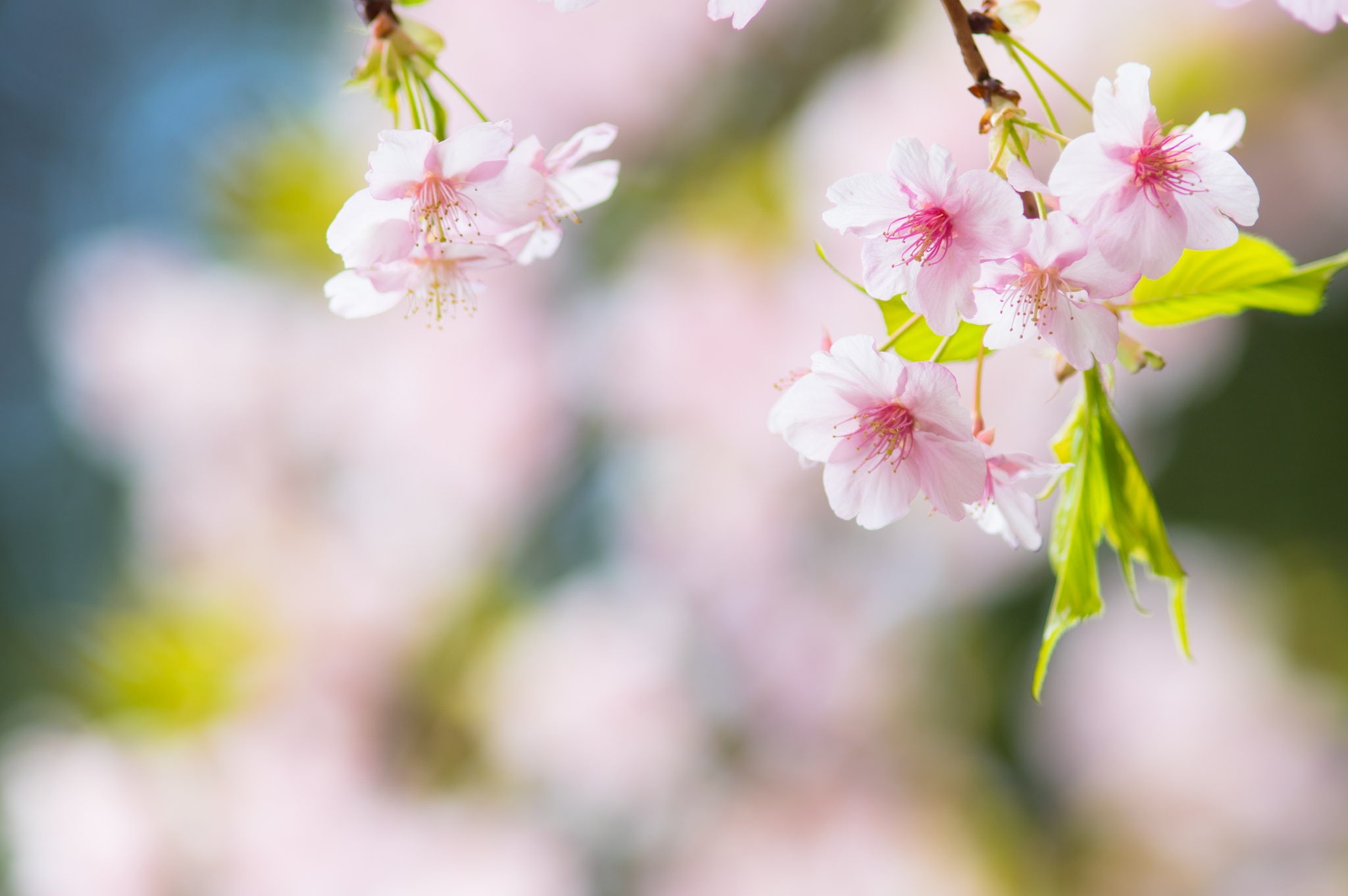 fragility, branch, flower head, no people, springtime, cherry tree, nature, tree, growth, flowers, beauty in nature, blossom, 1080P, pollen, outdoors, HD Wallpaper