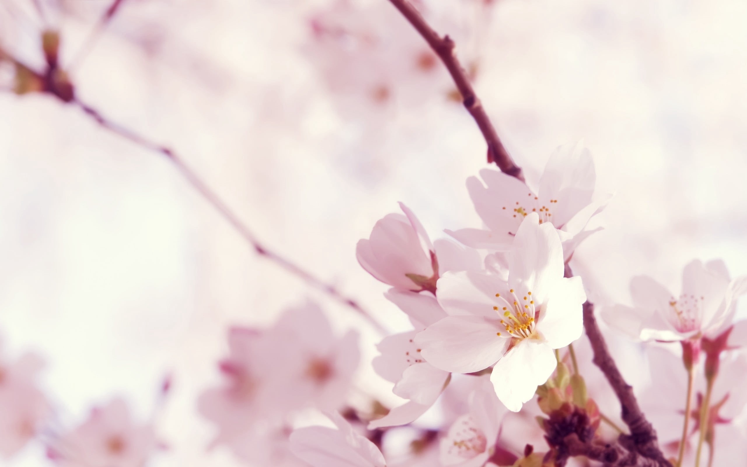 beauty In Nature, summer, macro, cherry Tree, branch, blossoming, 2K, white, bud, plum blossom, flower Head, petal, nature, pollen, sakura, orchard, leaf, HD Wallpaper