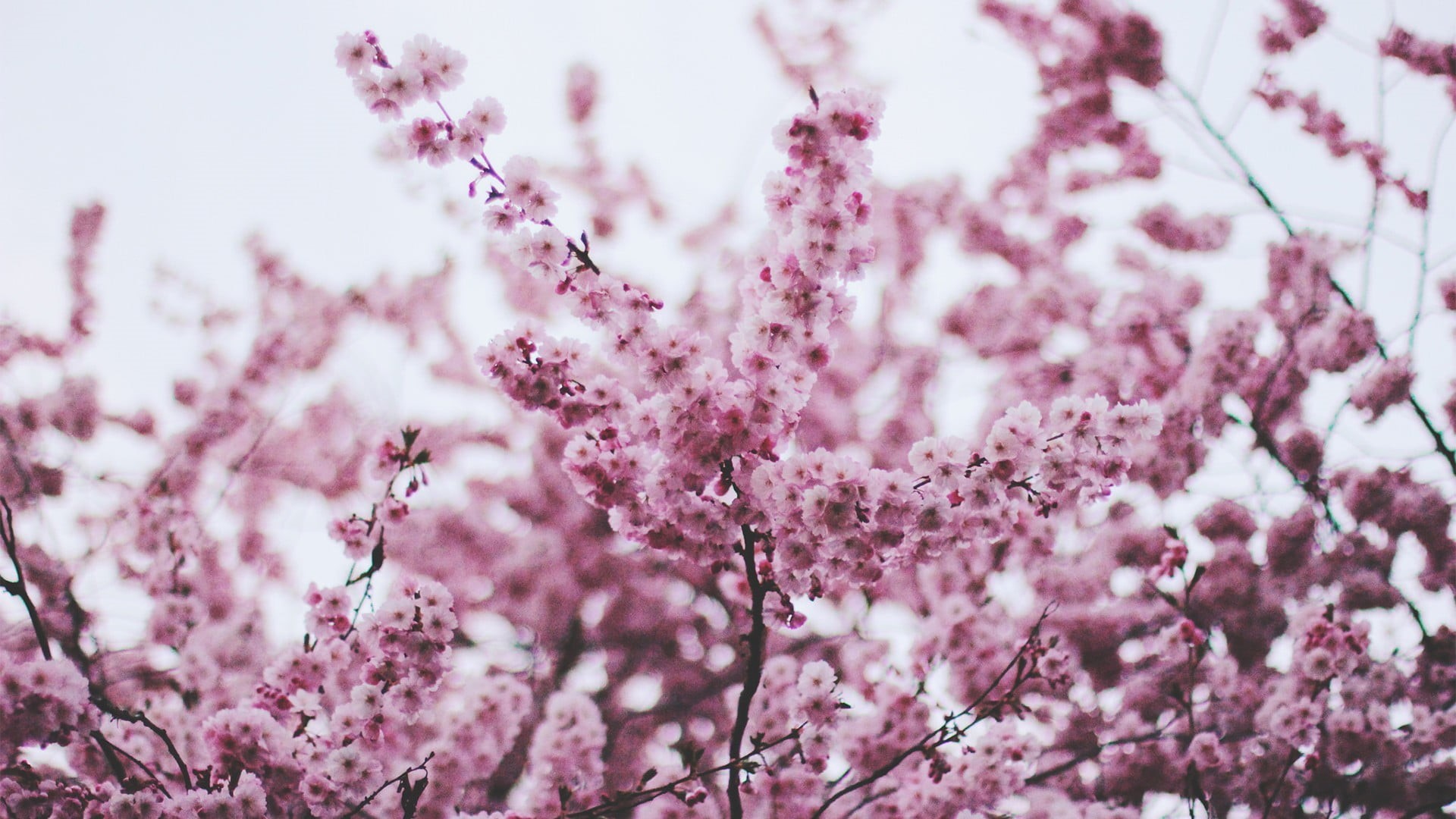 blossom, flowers, springtime, vulnerability, cherry tree, close-up, plant, pink color, freshness, flower, growth, no people, outdoors, fragility, day, cherry blossom, HD Wallpaper