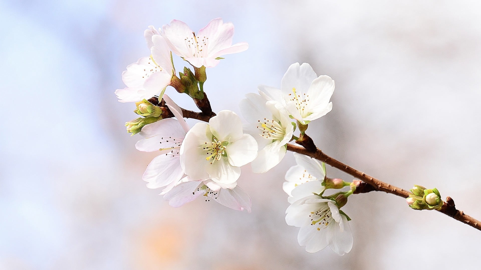 blossom, flower head, inflorescence, flowering plant, fruit tree, freshness, nature, white color, cherry blossom, outdoors, flower, plant, twig, fragility, HD Wallpaper