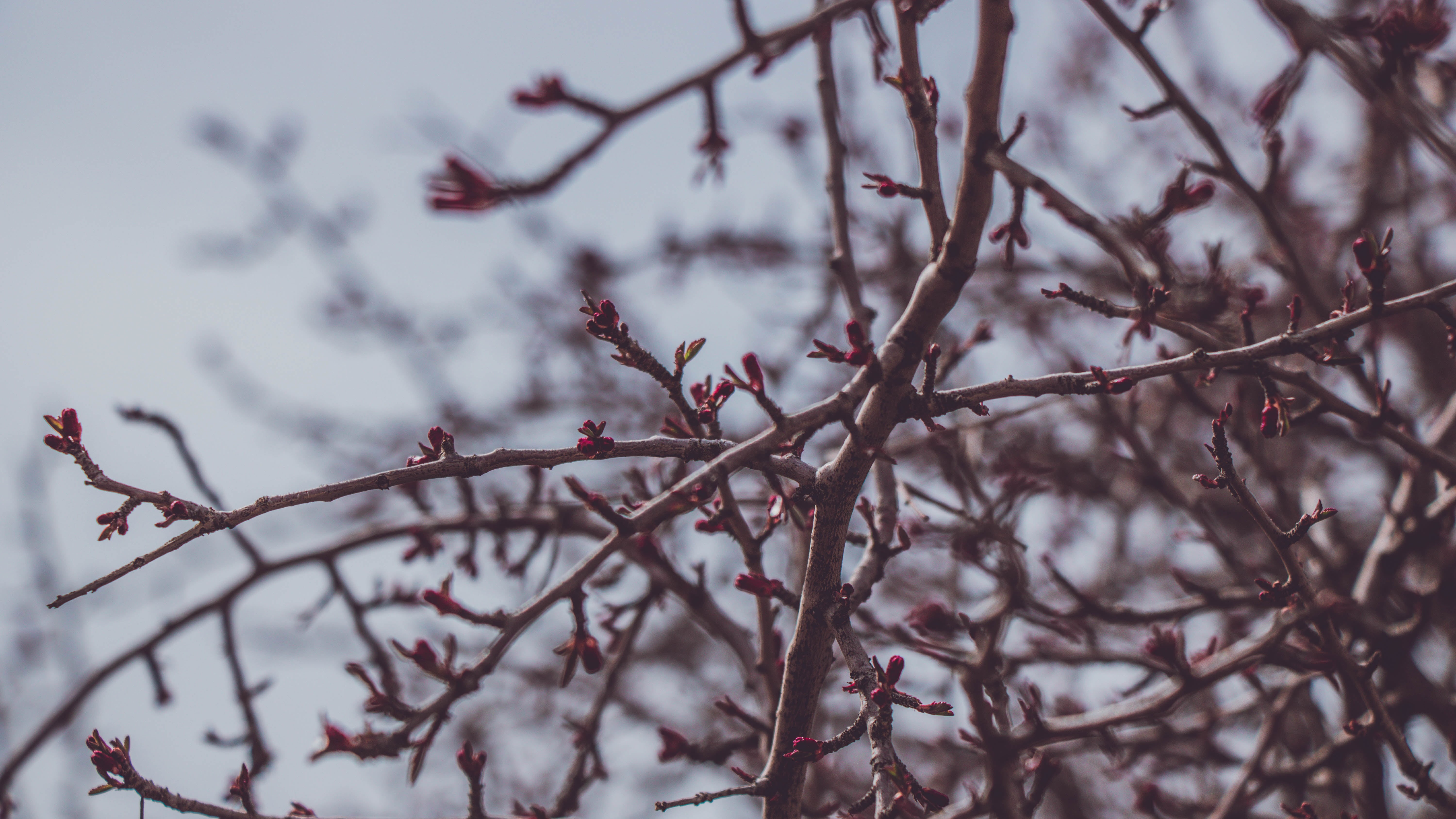plum blossom, selective focus, blossom, cherry blossom, growth, tree, blurred, day, outdoors, tree stump, flower, winter, fragility, no people, plant, faded, HD Wallpaper