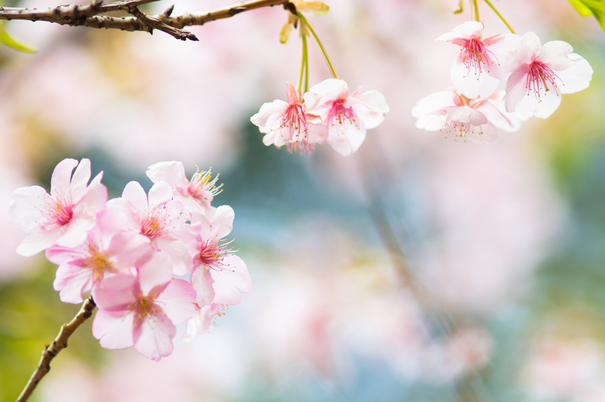 vulnerability, no people, pollen, focus on foreground, blossom, outdoors, pink color, branch, cherry blossom, flowers, springtime, nature, close-up, beauty in nature, HD Wallpaper