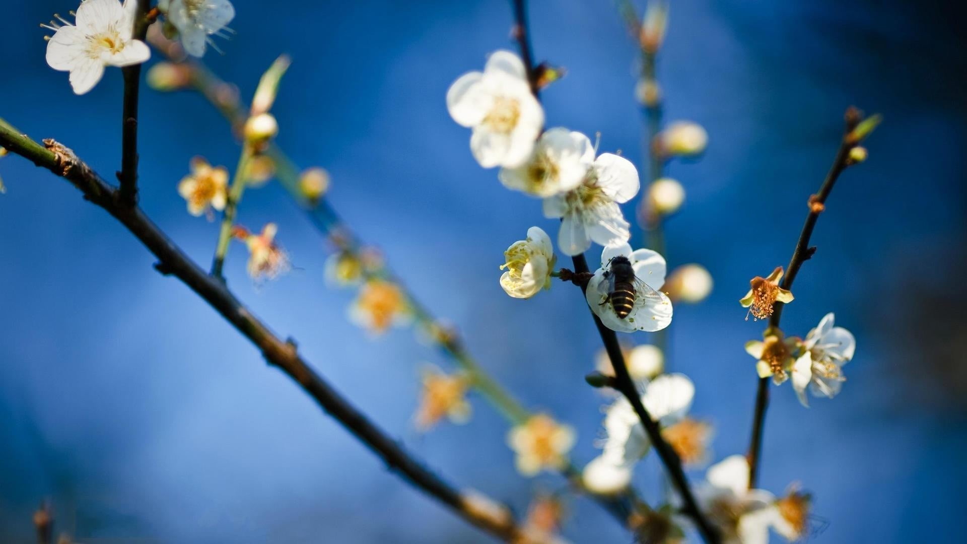 freshness, white color, nature, white, plum blossom, close-up, flower head, blossom, tree, flower, plant, selective focus, 1080P, focus on foreground, HD Wallpaper