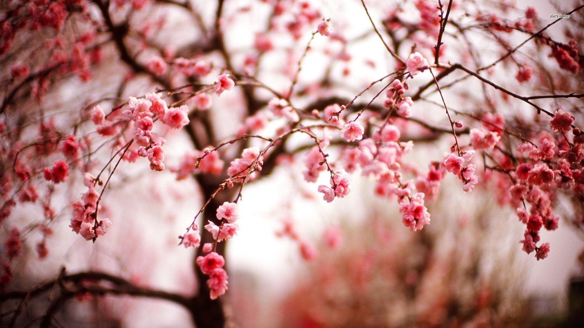 cherry blossom, nature, branch, close-up, pink color, freshness, flower head, beauty in nature, blossom, focus on foreground, vulnerability, no people, HD Wallpaper