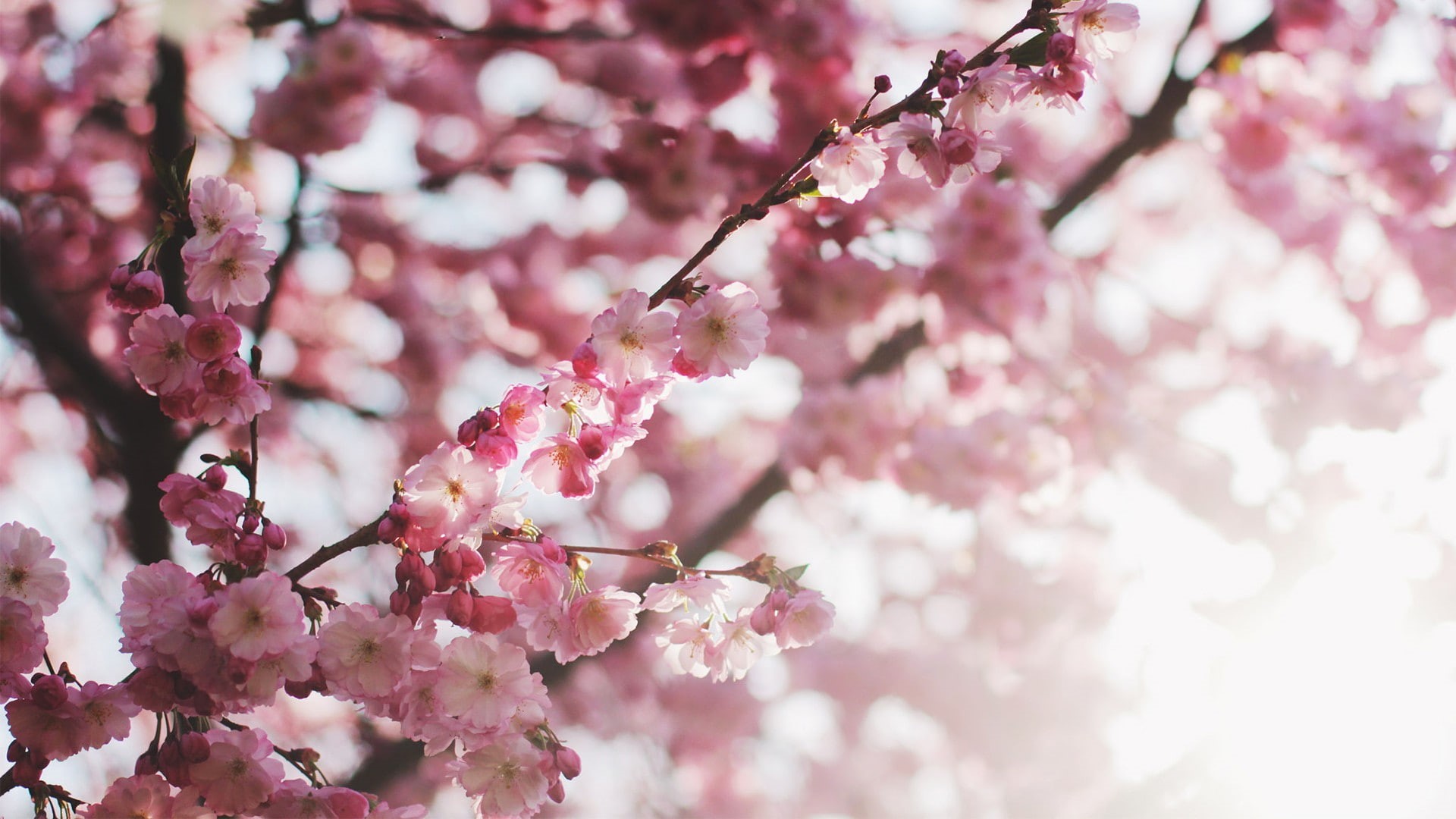 beauty in nature, branch, spring, pink color, blossom, depth of field, vulnerability, flower, botany, freshness, growth, outdoors, 1080P, day, bunch of flowers, HD Wallpaper