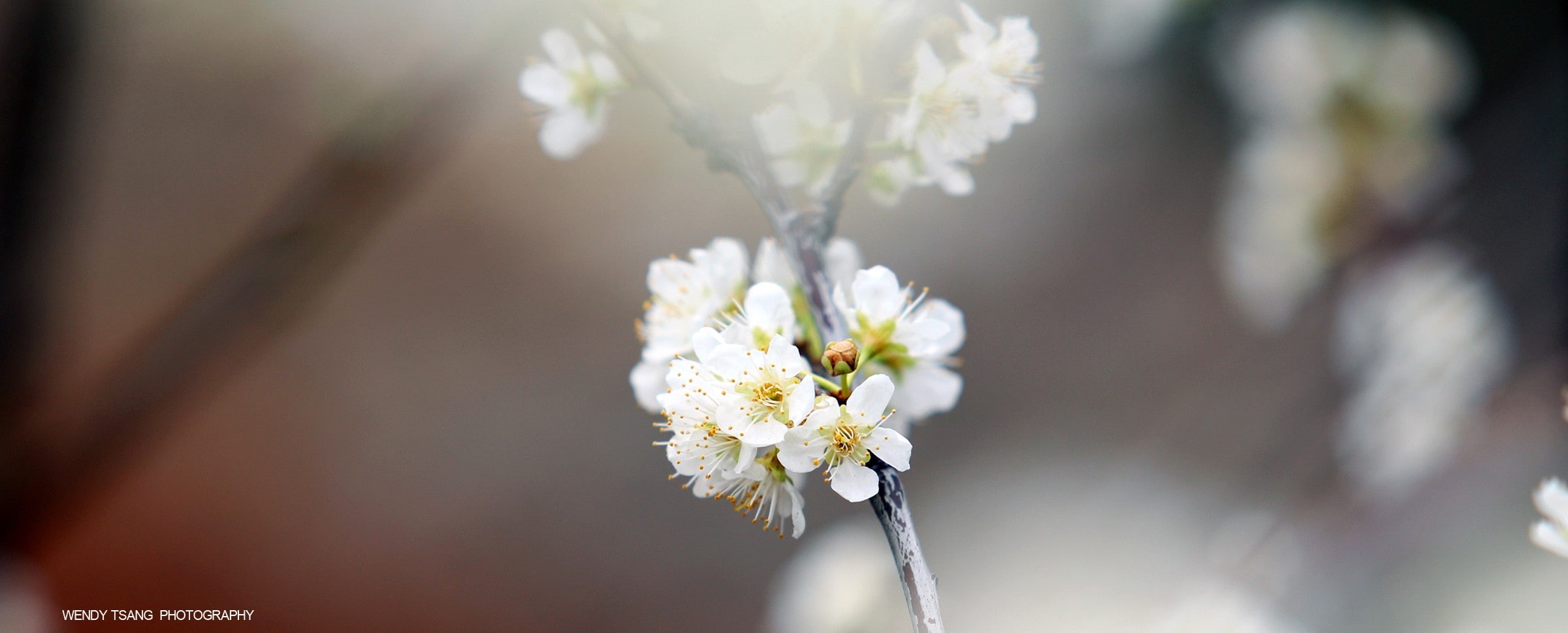 focus on foreground, day, softness, blossom, tree, nature, growth, flower head, flowers, fragility, inflorescence, vulnerability, cherry blossom, no people, HD Wallpaper