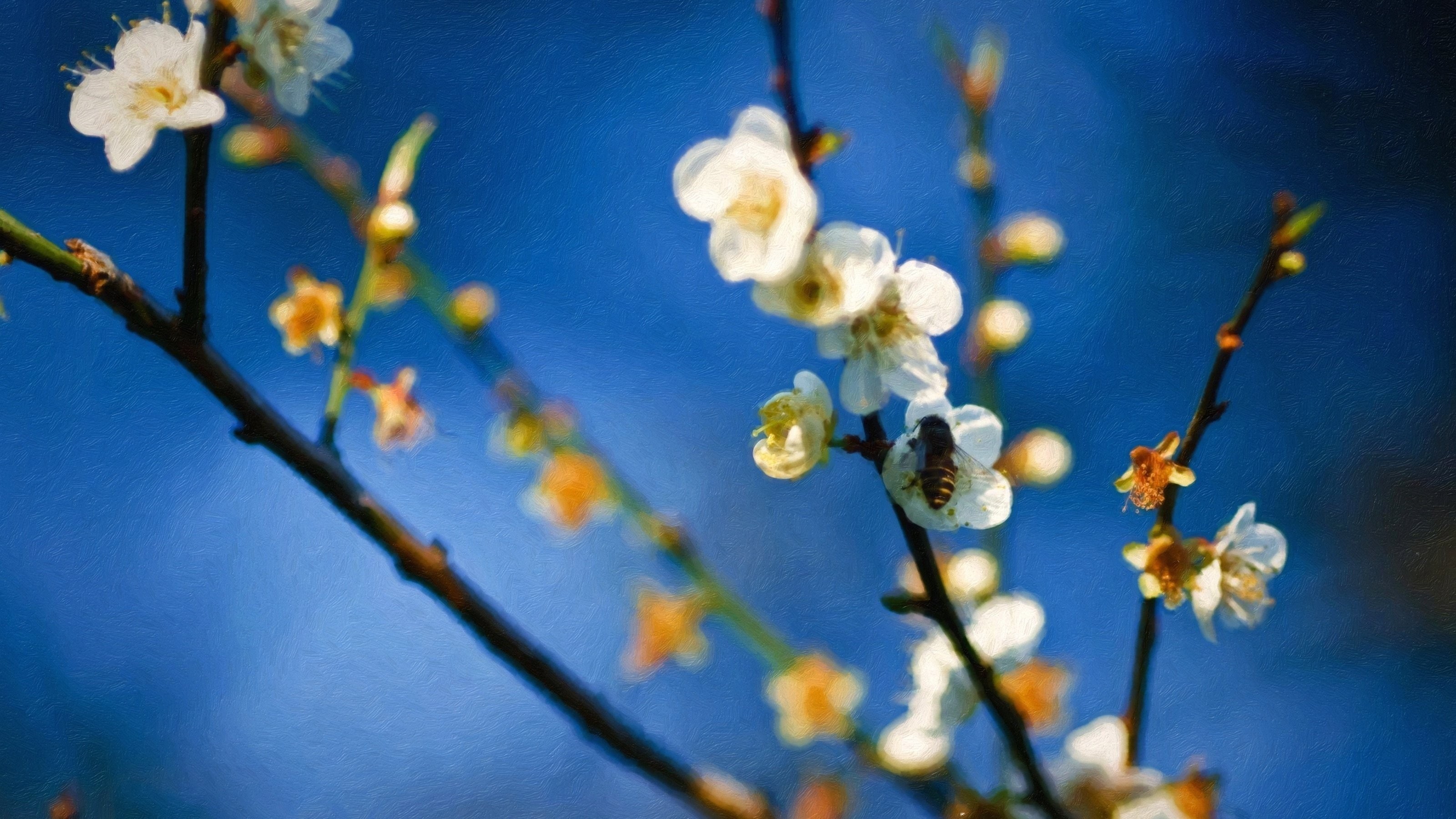 growth, blossom, flower head, no people, flowers, outdoors, 2K, fragility, sky, pollen, vulnerability, plant, flower, freshness, willow tree, blue, plants, HD Wallpaper
