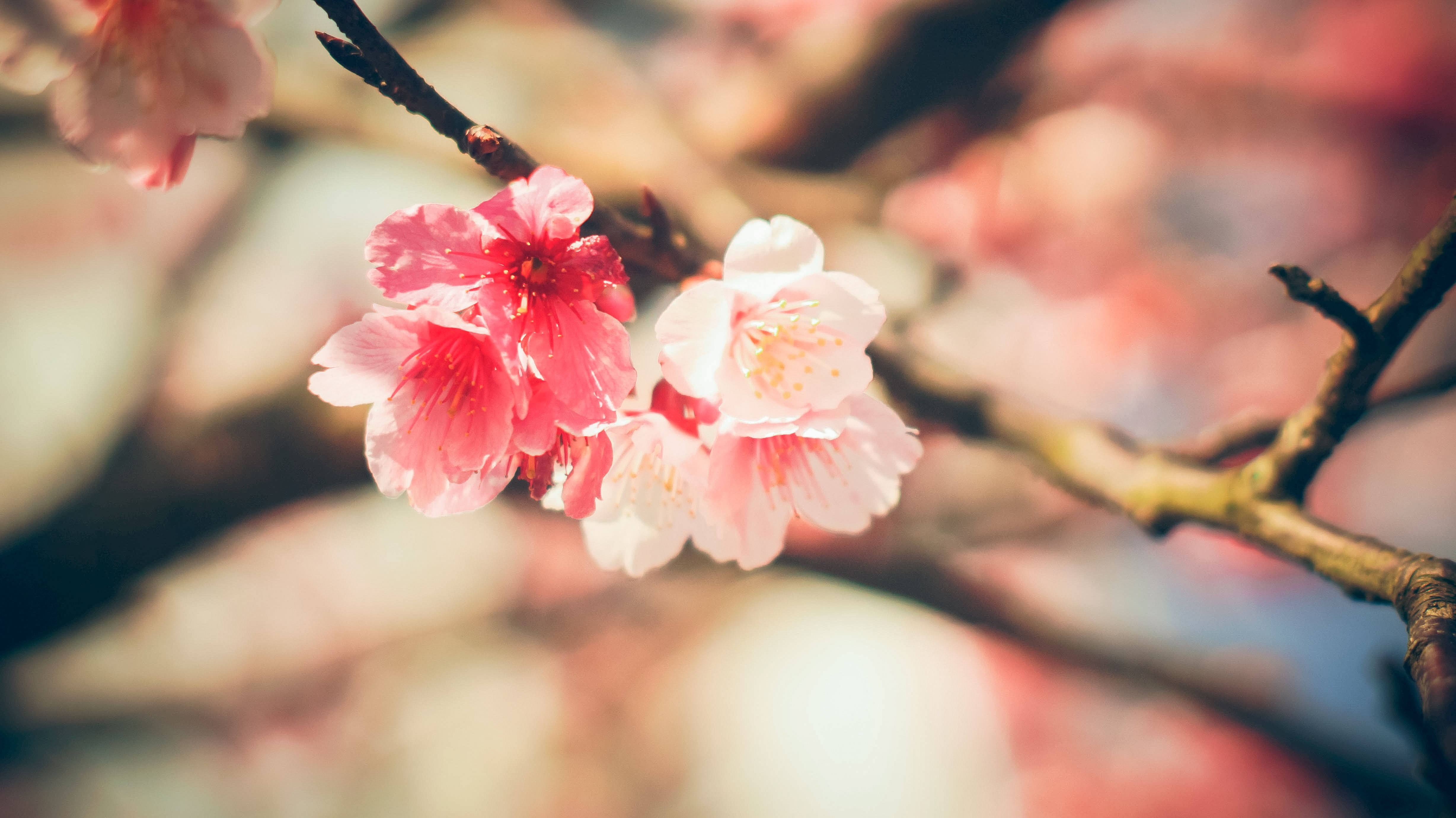 tree, cherry blossom, plant, springtime, blossom, petal, 4K, blossoms, pollen, close-up, fragility, outdoors, growth, selective focus, beauty in nature, HD Wallpaper