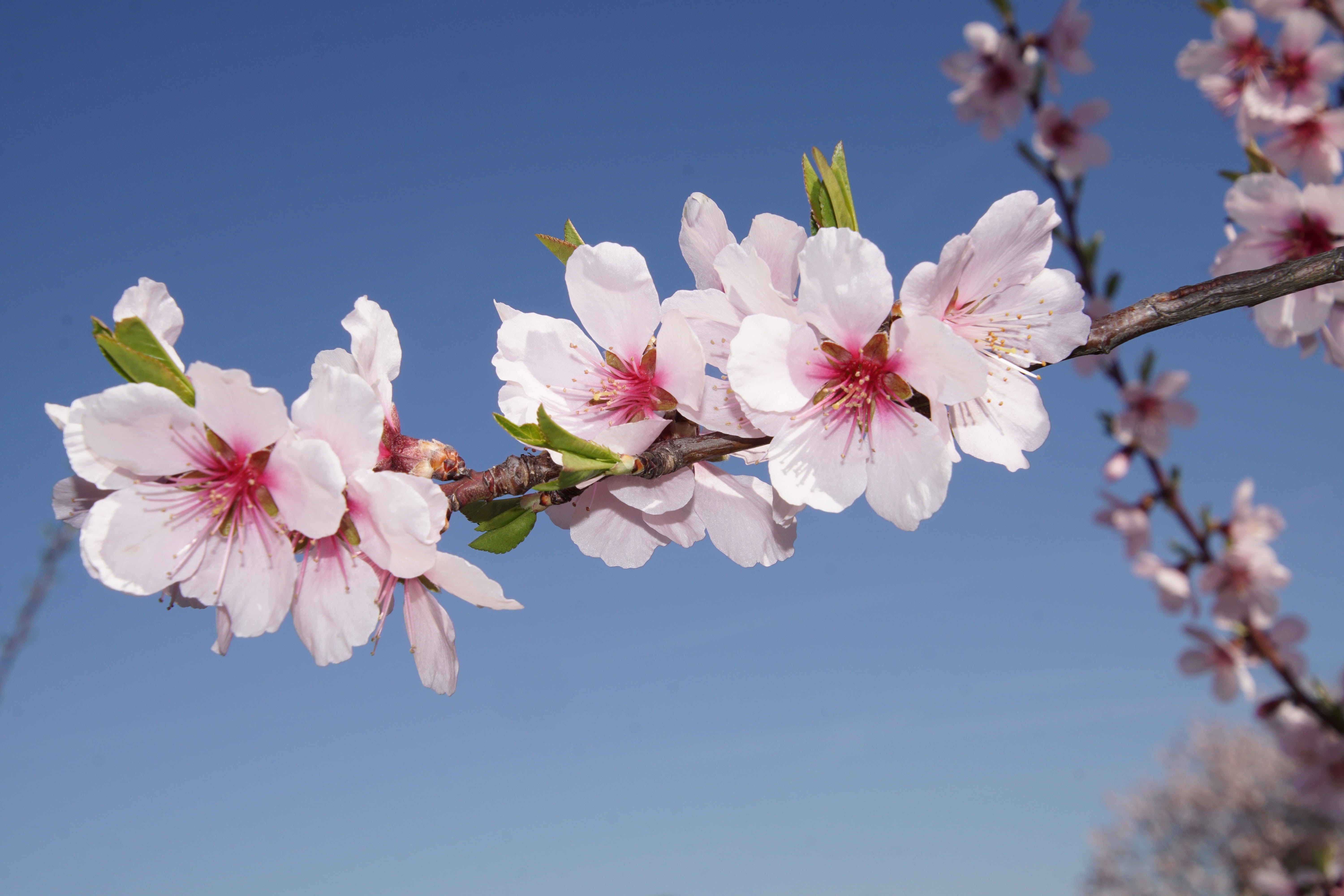 pink Color, cherry Blossom, 5K, beauty In Nature, petal, fragility, macro, markroaufnahme, flowering plant, Palatinate, fruit tree, spring fever, prunus dulcis, HD Wallpaper
