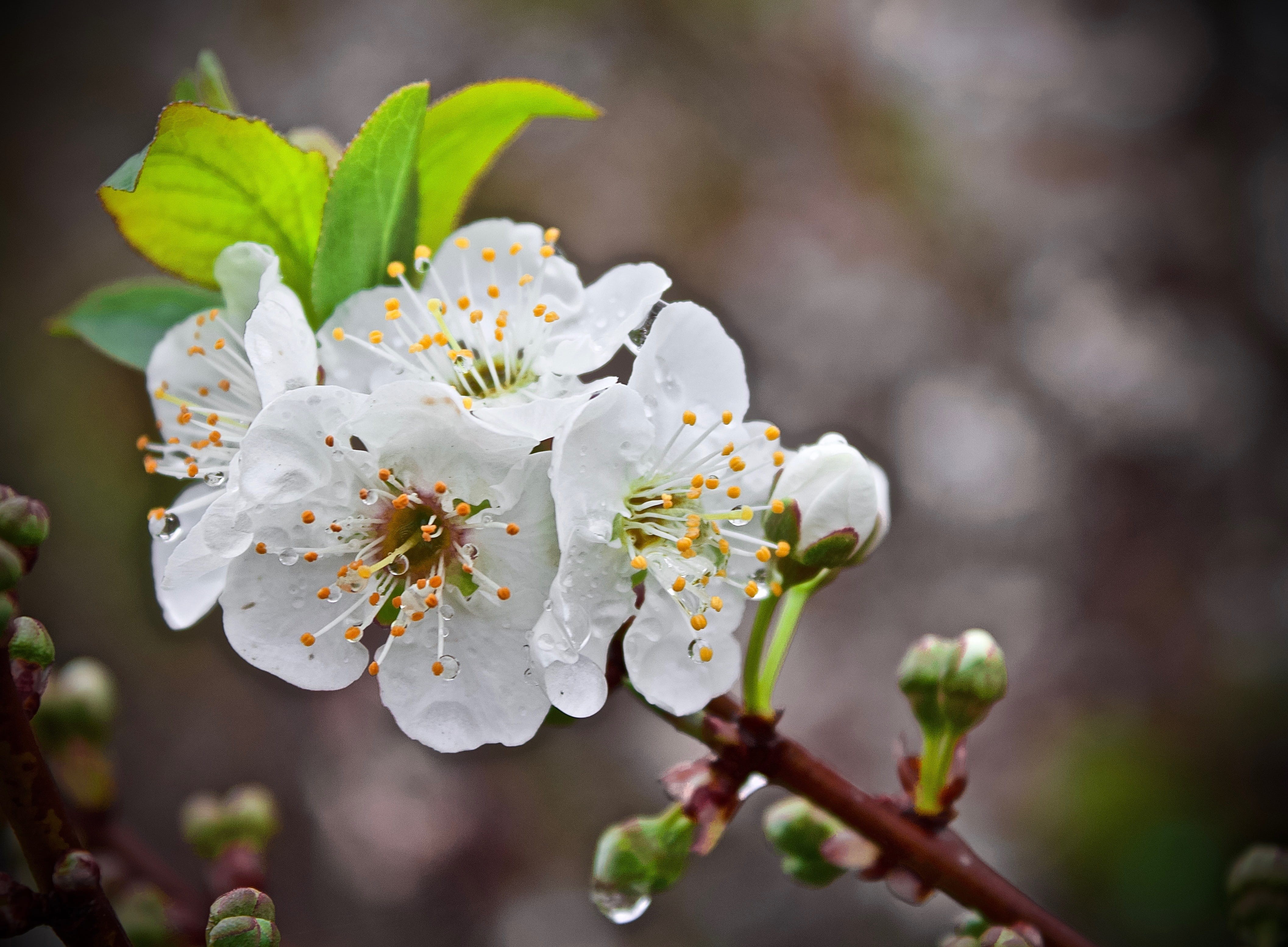 fragility, inflorescence, spring, no people, white, blossom, cherry blossom, close-up, cherry, plant, focus on foreground, freshness, tree, branch, cerezo, HD Wallpaper