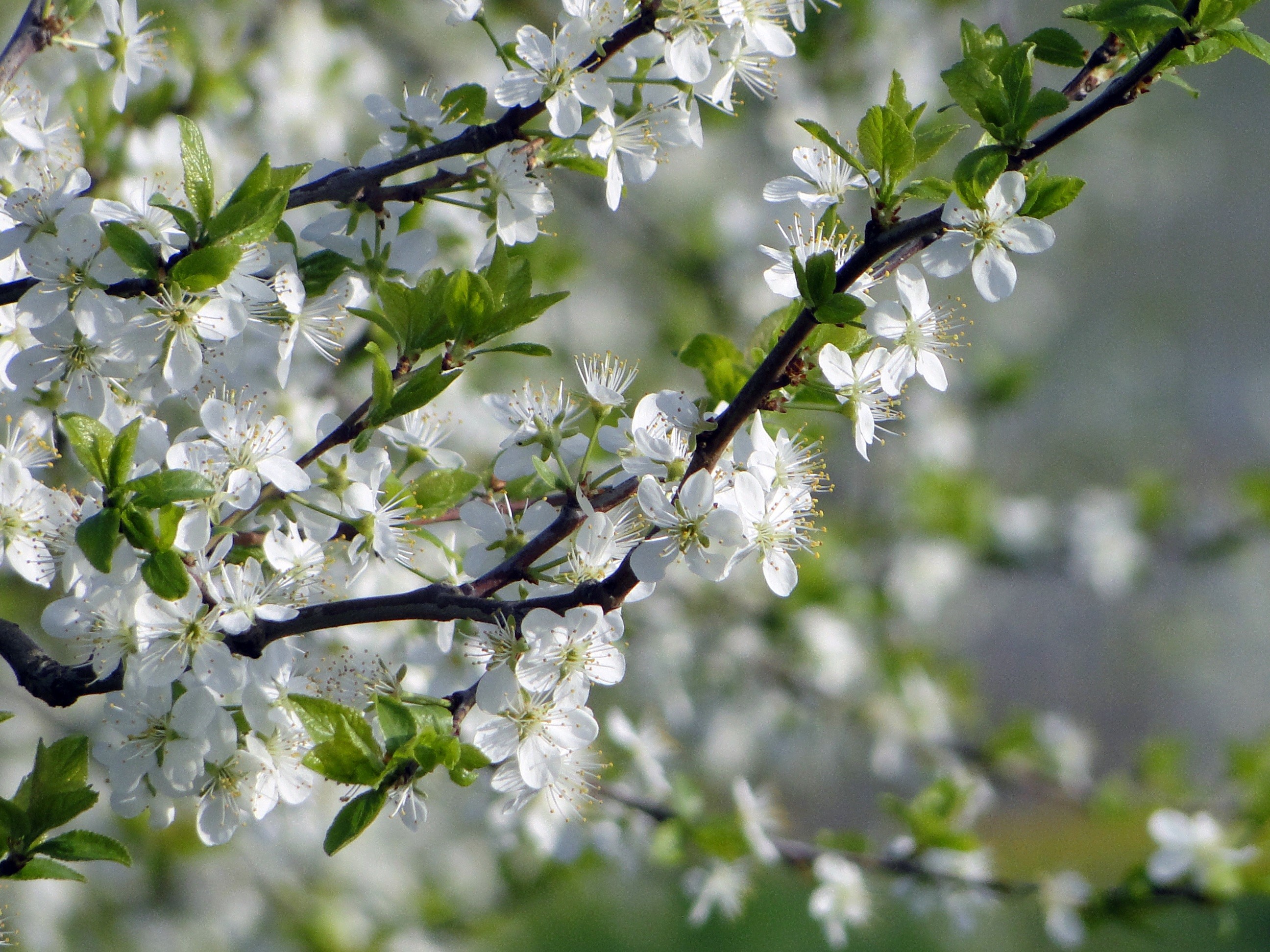 apple tree, petaled, fragility, selective, springtime, vulnerability, no people, outdoors, focus on foreground, bud, freshness, beauty in nature, smell, HD Wallpaper