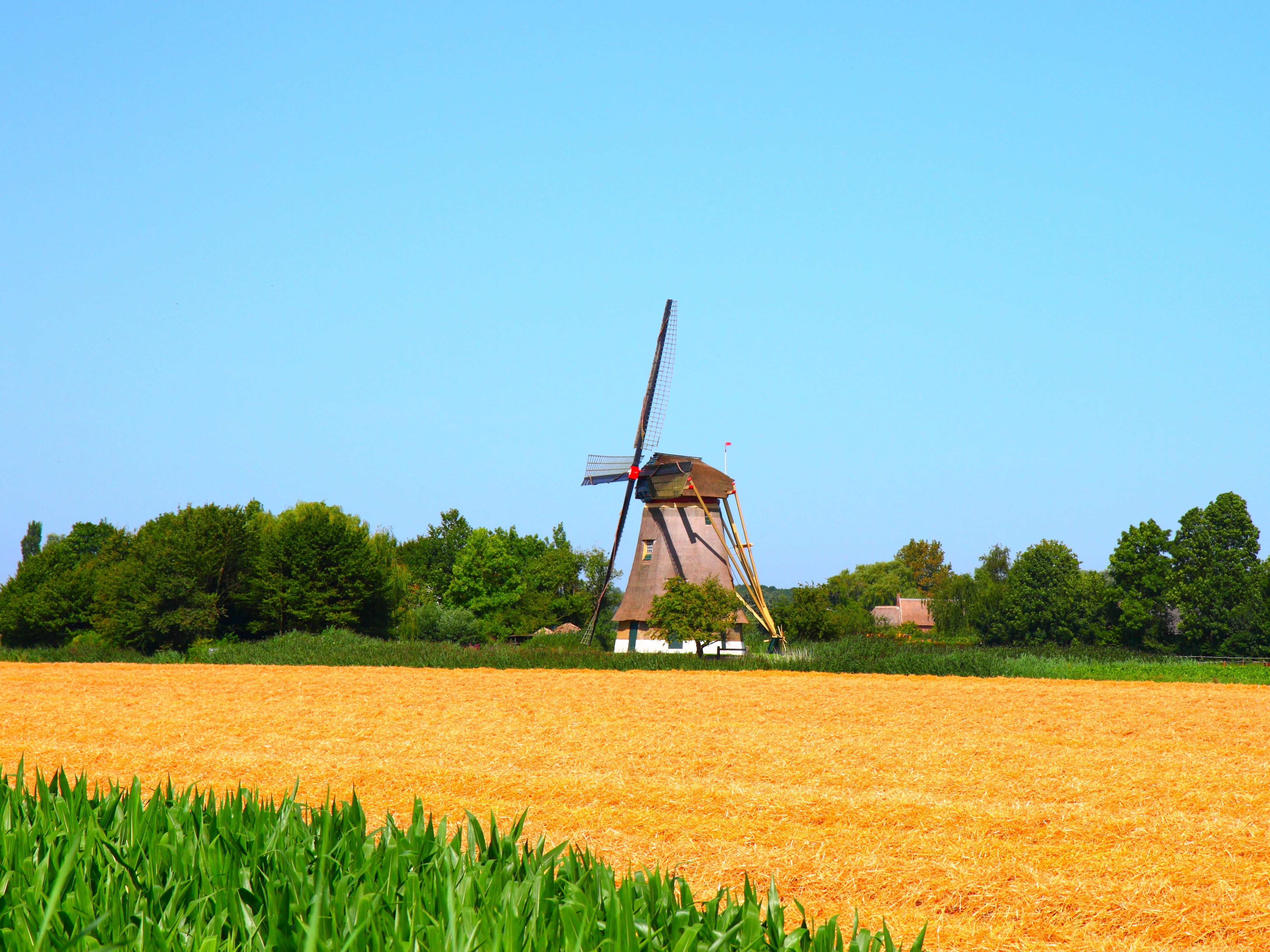 near, farm, fields, summer, wheat, wheat field, field, blue sky, agriculture, 4K, Windmill, rural Scene, mill, nature, grain, blue, sky, landscape, amsterdam, HD Wallpaper
