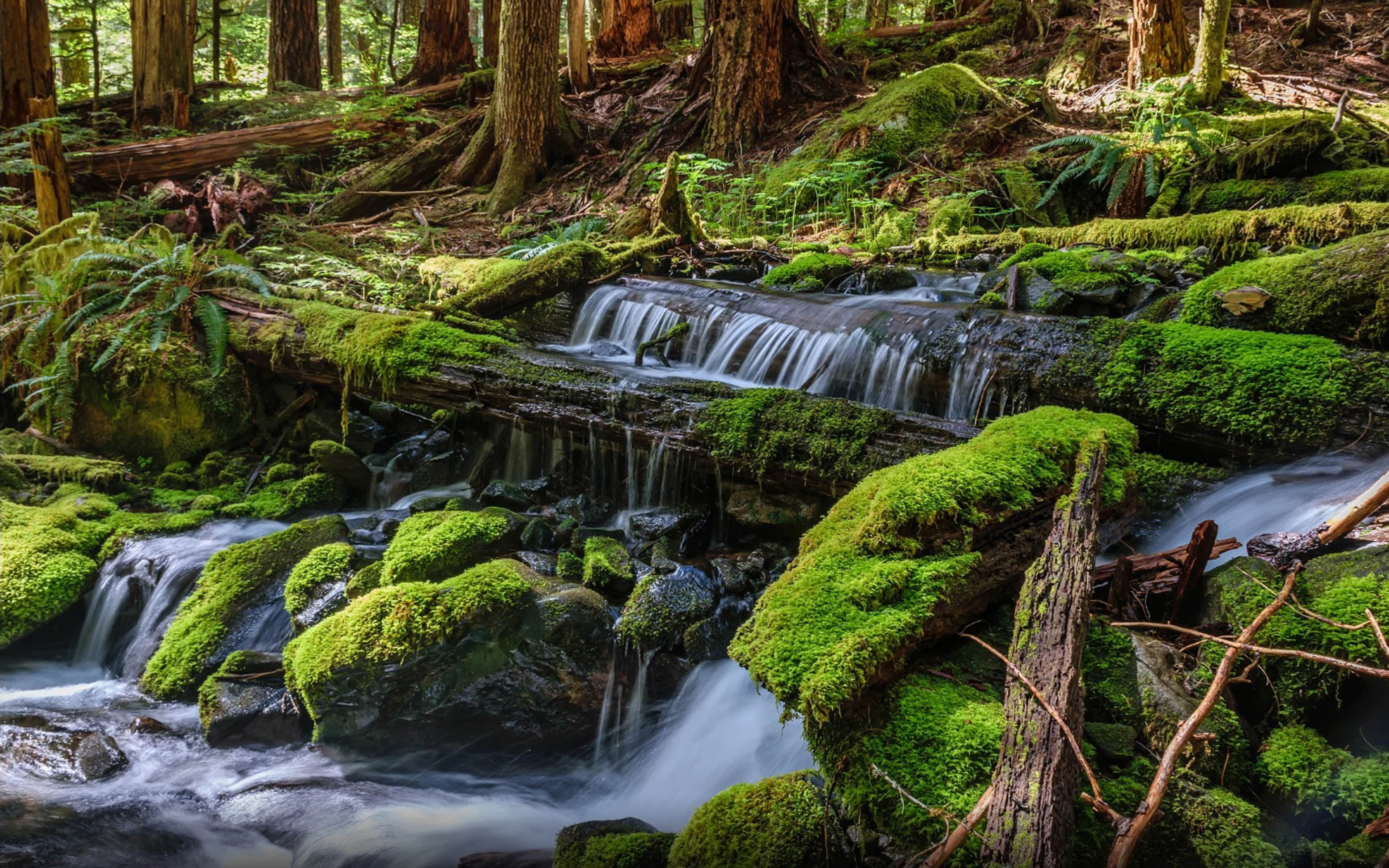hd, phones, park, near, trees, sol, mobile, water, tree, scenics - nature, green color, land, computer, growth, stream - flowing water, nature, landscape, HD Wallpaper