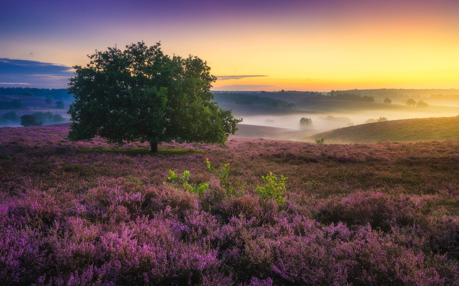 1080P, beauty, dros, netherlands, landscapes, albert, morning, HD Wallpaper