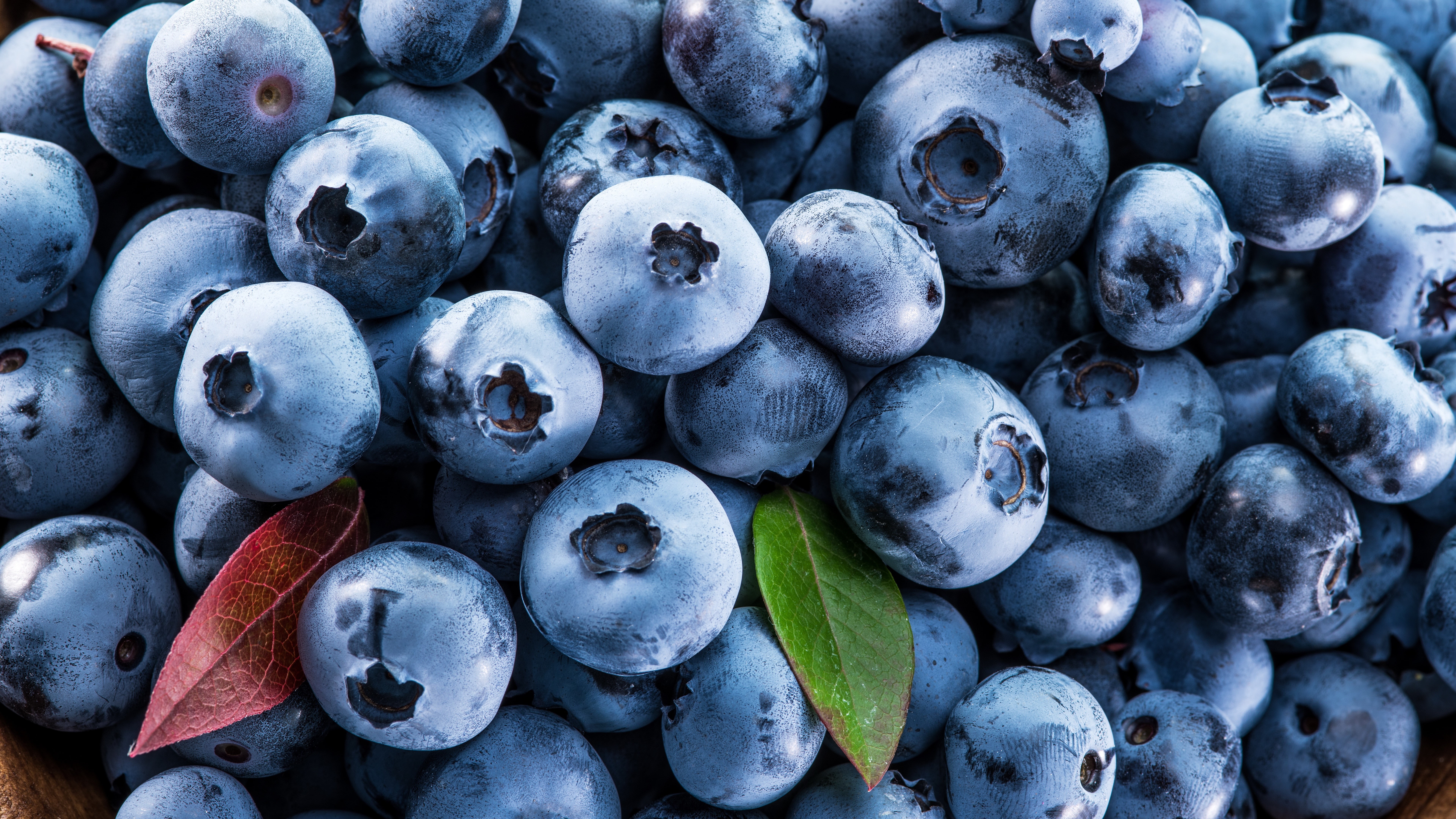 berry, natural foods, fruit, blueberry, superfood, 8K, HD Wallpaper