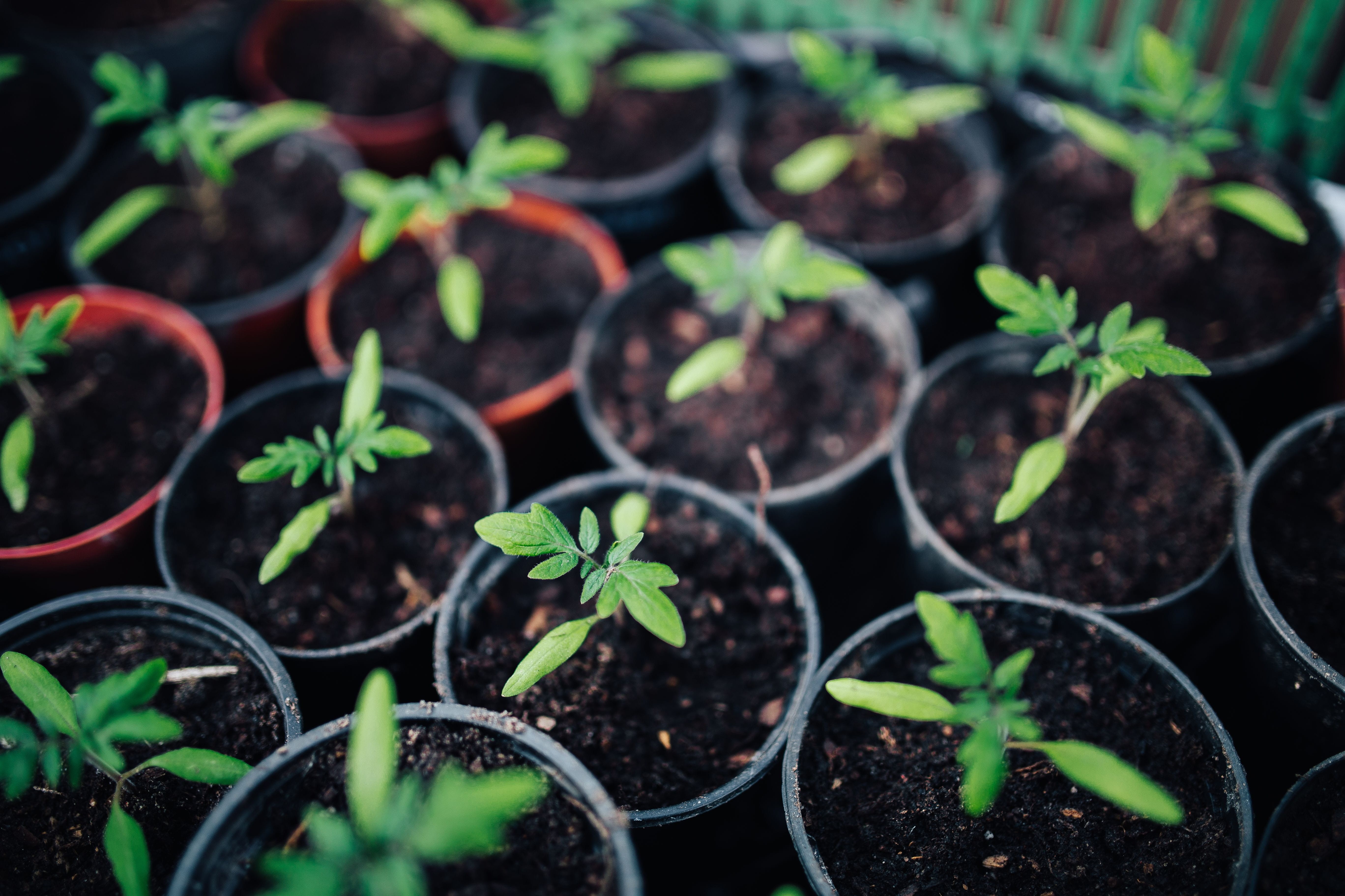plant nursery, potted plant, fragility, garden plants, day, 5K, vulnerability, new life, vegetable, garden, vegetable Garden, plant part, botany, soil, HD Wallpaper