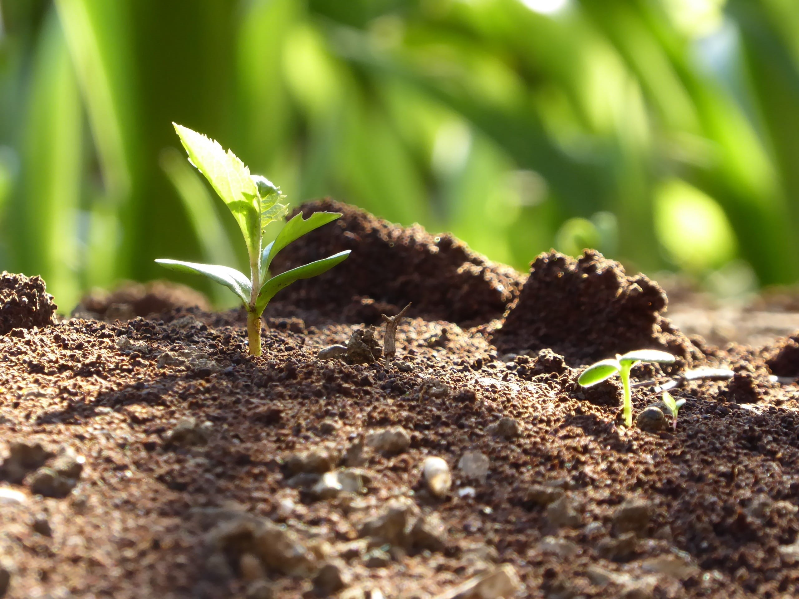 beginnings, gardening, plant, nature, land, selective focus, dirt, daytime, light, beauty in nature, organic, leaf, spring young leaves, seed, Earth, vegetable Garden, HD Wallpaper