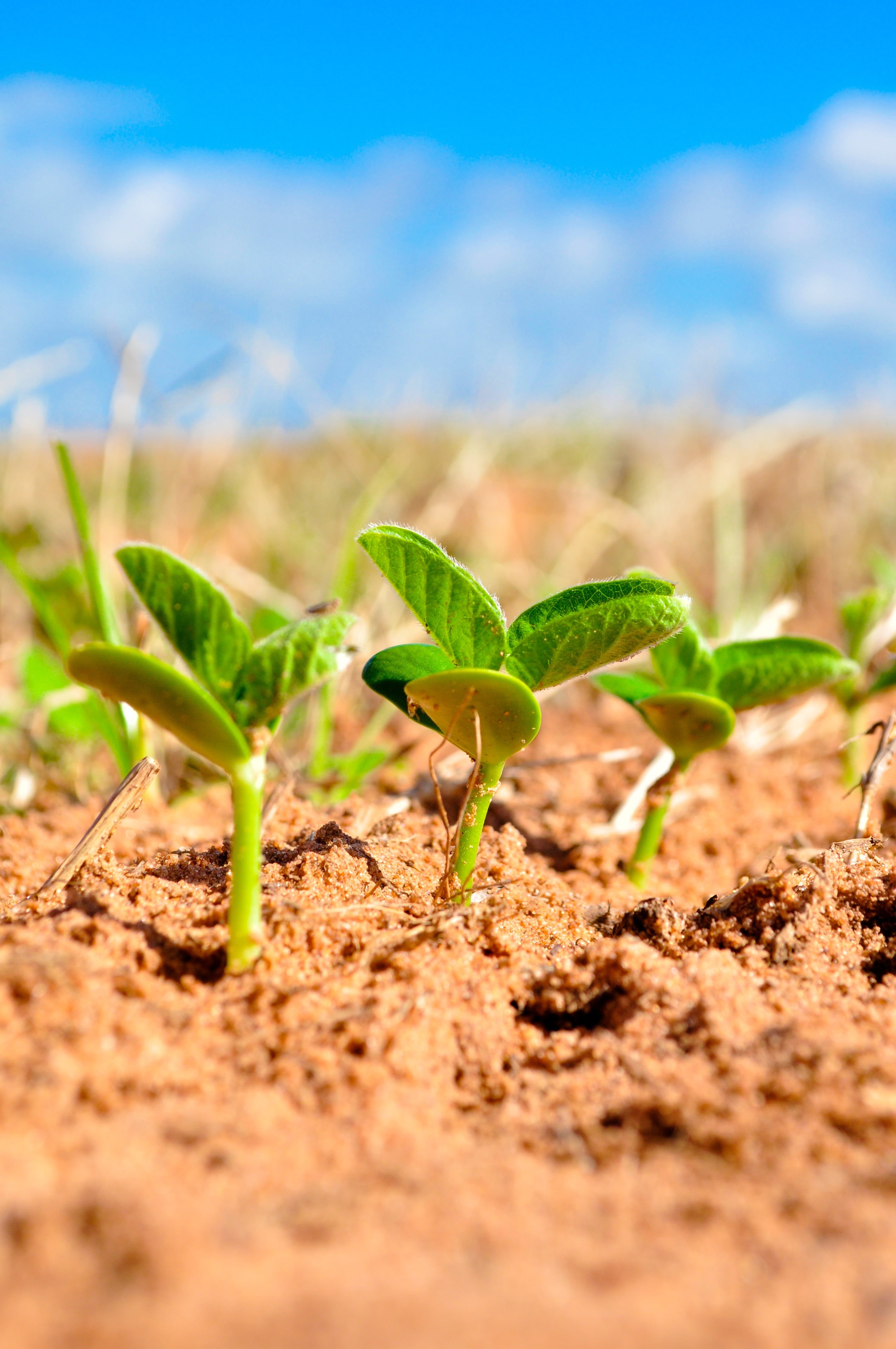 crop, green Color, nature, 4K, soybeans, land, development, field, outdoors, dirt, new Life, planting, green, food, food and drink, plant, seedling, leaf, Phone HD Wallpaper