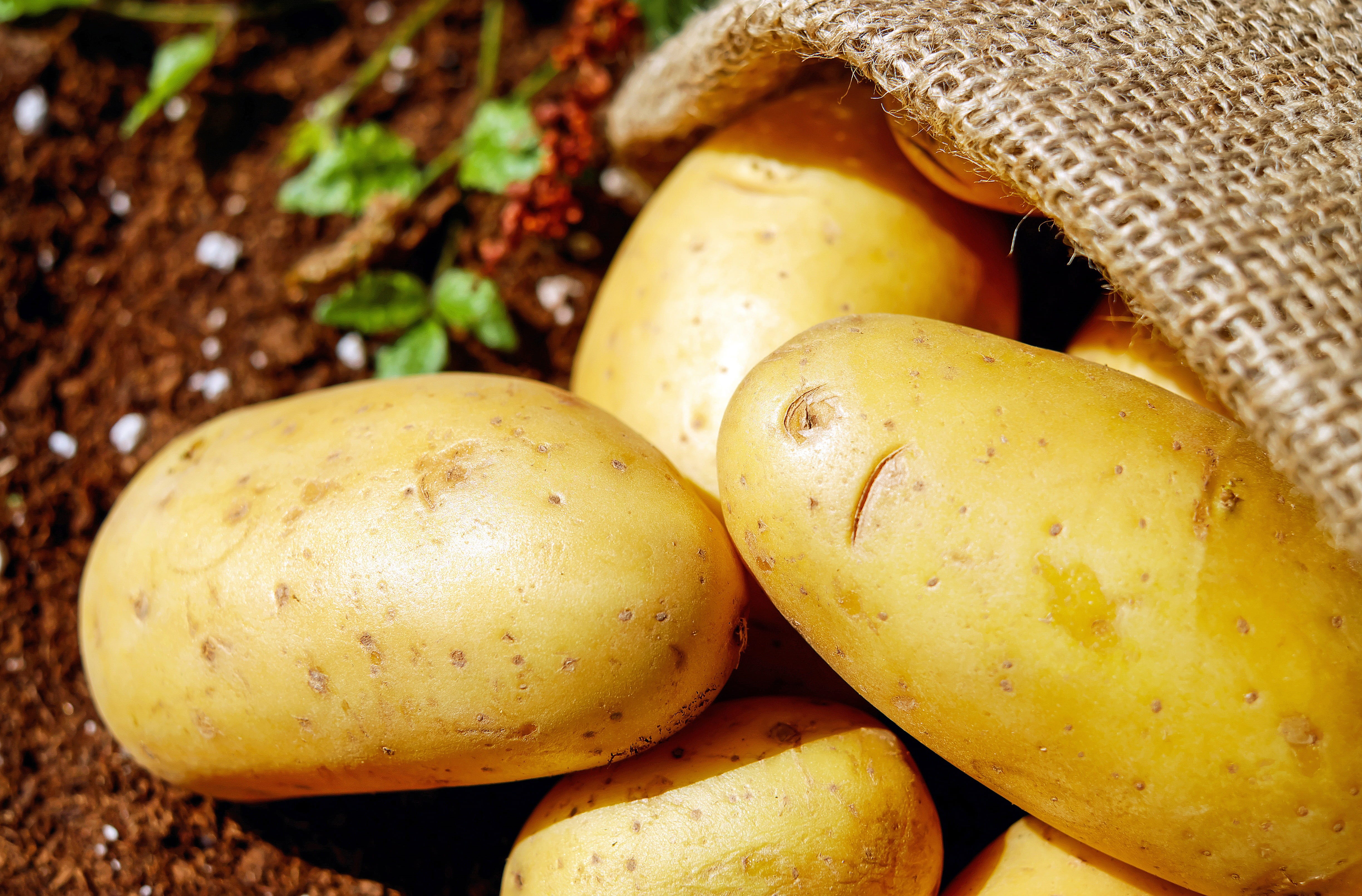 nature, raw potato, healthy eating, group of objects, raw food, vegetables, lot, potatoes, food, mango fruit, 4K, brown, food and drink, agriculture, potato, HD Wallpaper