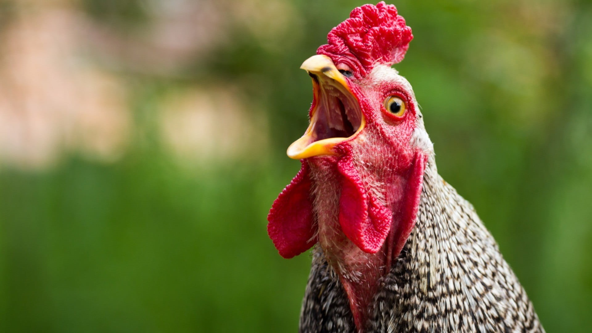 1080P, chicken, animal eye, red, close-up, rooster, white, black, one animal, chicken - bird, animal body part, animal themes, livestock, birds, male animal, HD Wallpaper