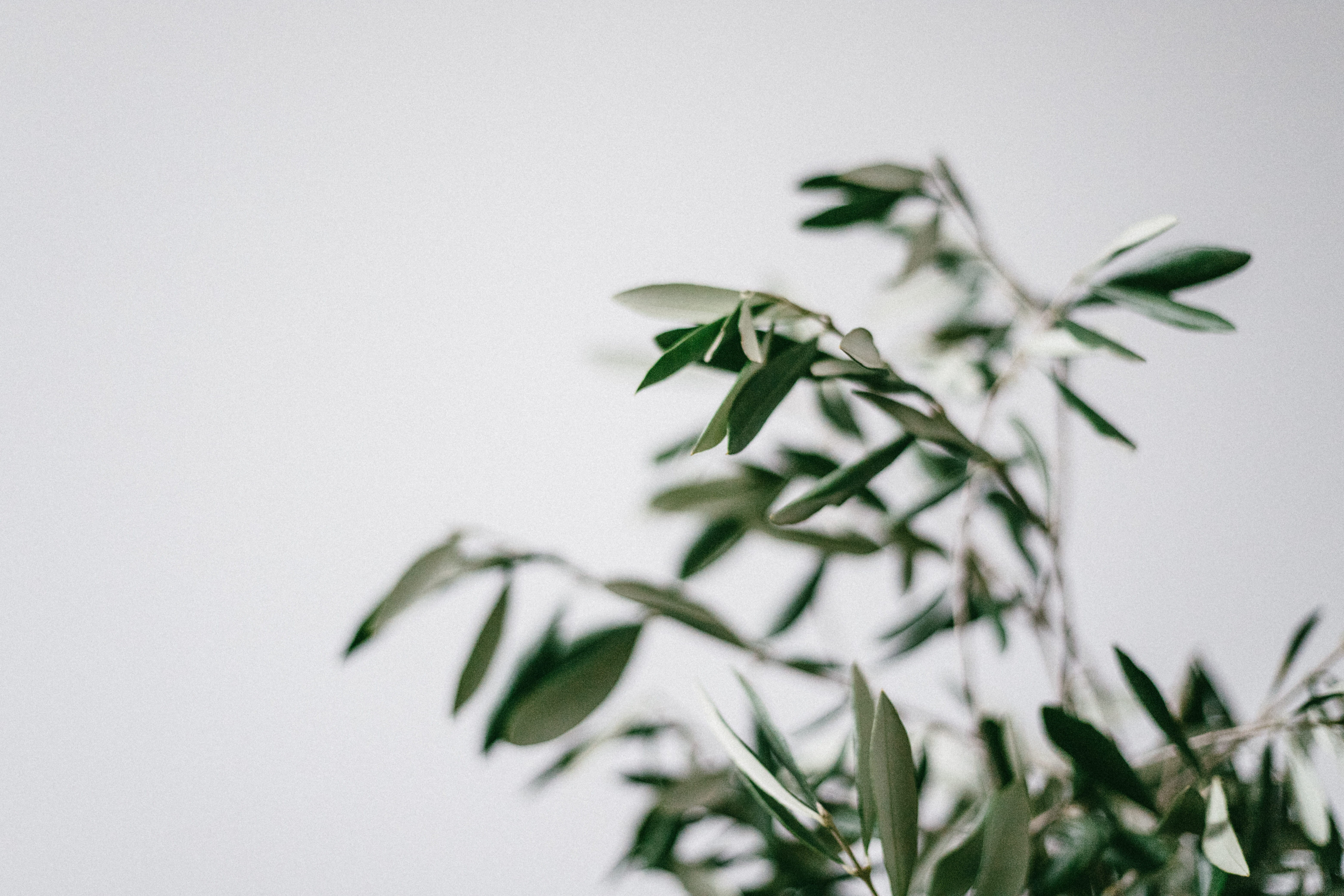 white walls and plant, herb, close-up, white wall, bird, indoors, selective focus, 5K, tree, flower, olive, plant, bamboo, leaf, day, food, jar, animal, HD Wallpaper