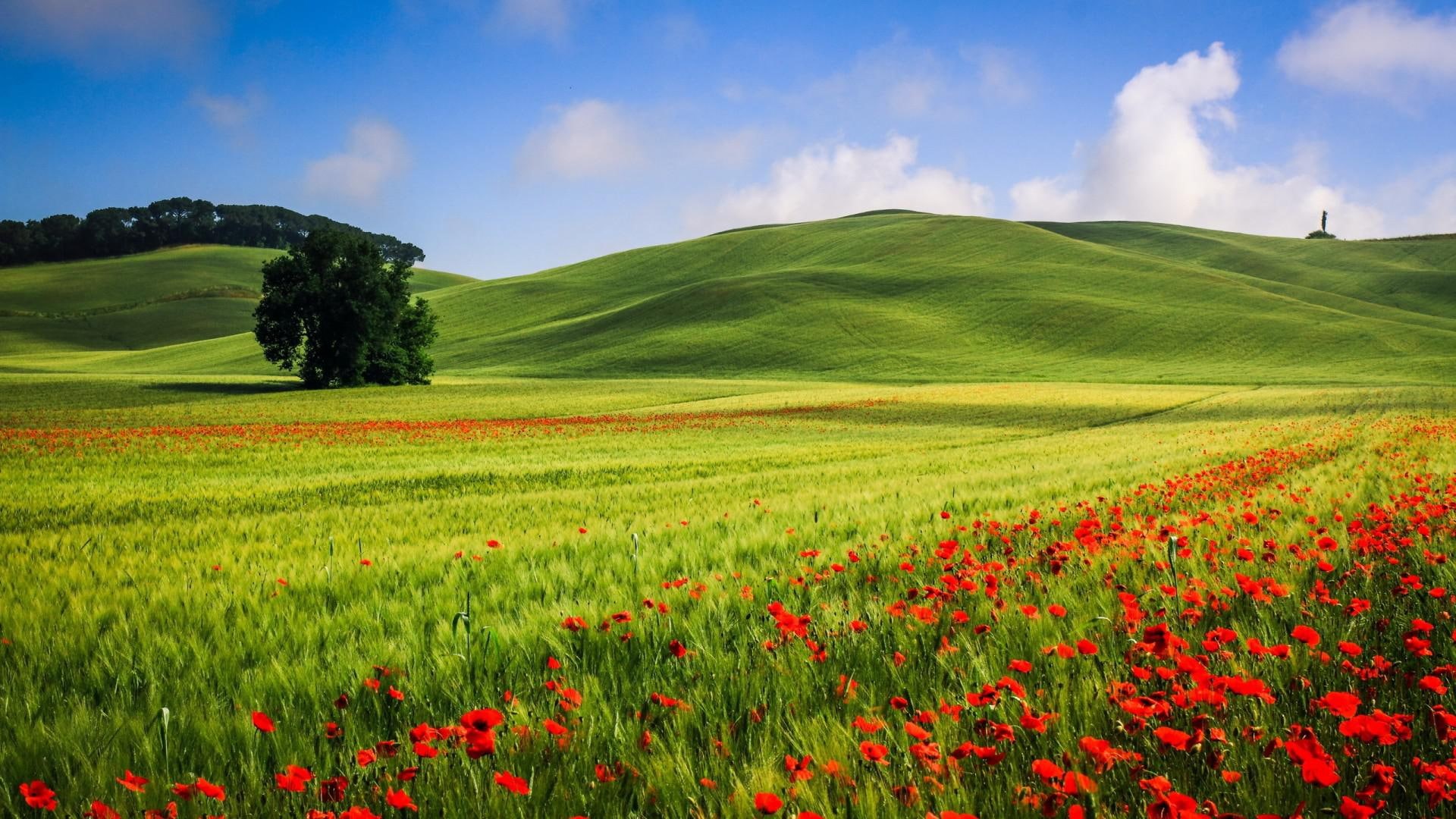 landscape, summer, 1080P, beautiful, trees, poppies, meadow, beautiful hills meadow landscape, hills, HD Wallpaper