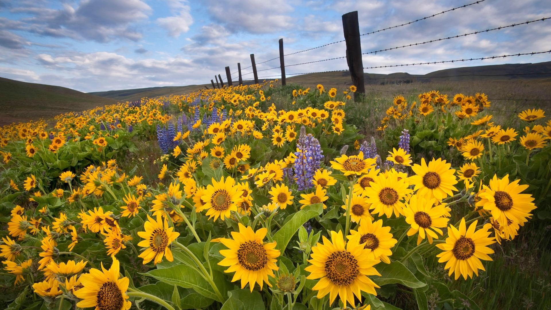 flowers, sunflowers, clouds, along, fence, 1080P, mountain, nature and landscapes, yellow, nature, wire, HD Wallpaper