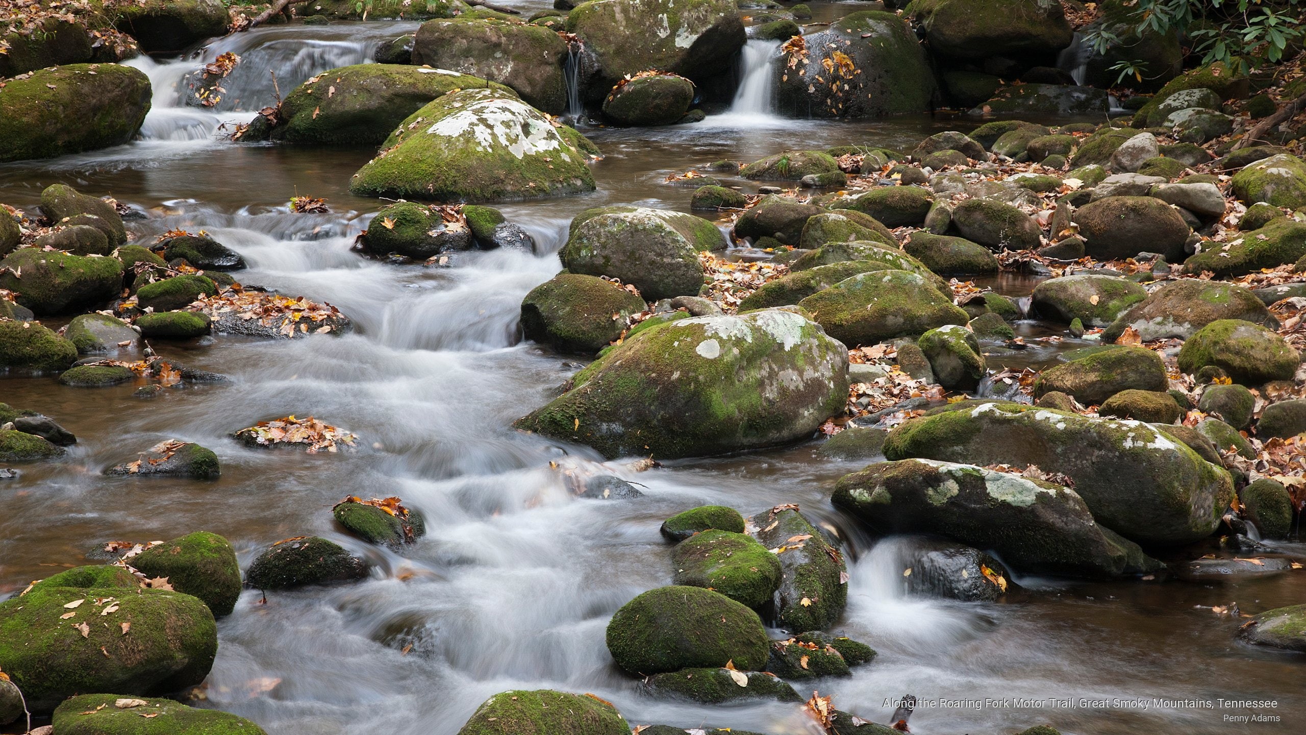 great, mountains, fork, smoky, 2K, roaring, tennessee, along, trail, motor, Nature, HD Wallpaper