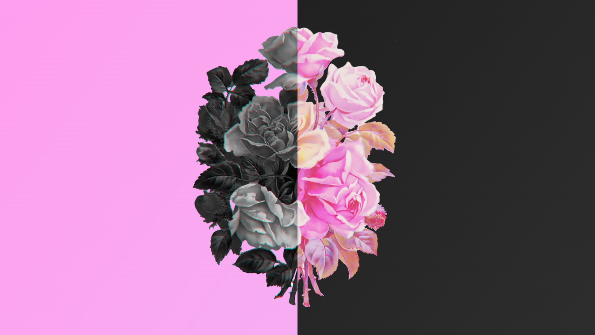 plant, black, freshness, bouquet, flowering plant, petal, no people, inflorescence, wilted plant, 1080P, black background, nature, copy space, studio shot, HD Wallpaper