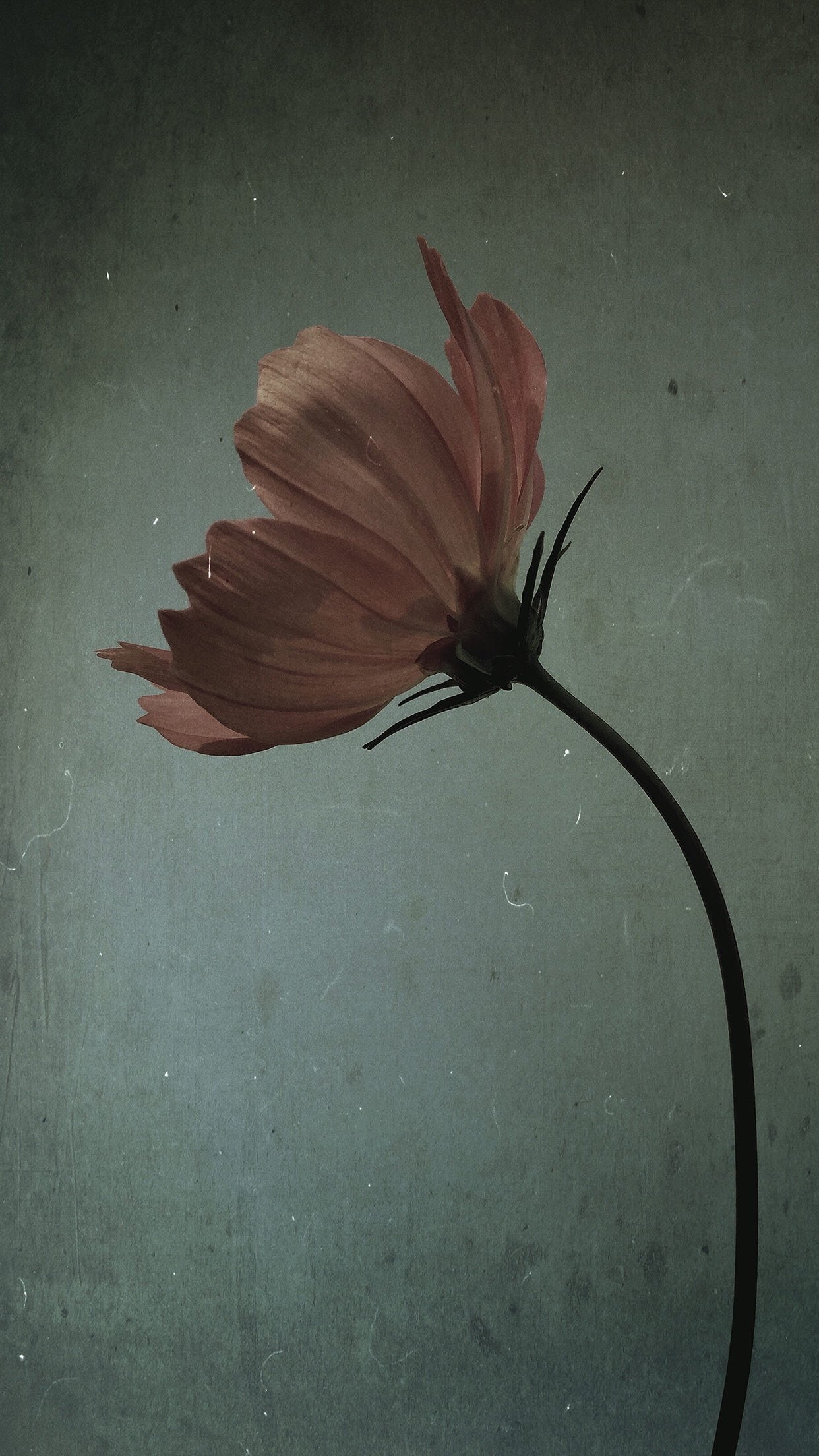 landscape, flower, indoors, plant stem, studio shot, beauty in nature, vulnerability, plant, nature, no people, 1080P, inflorescence, portrait display, Phone HD Wallpaper