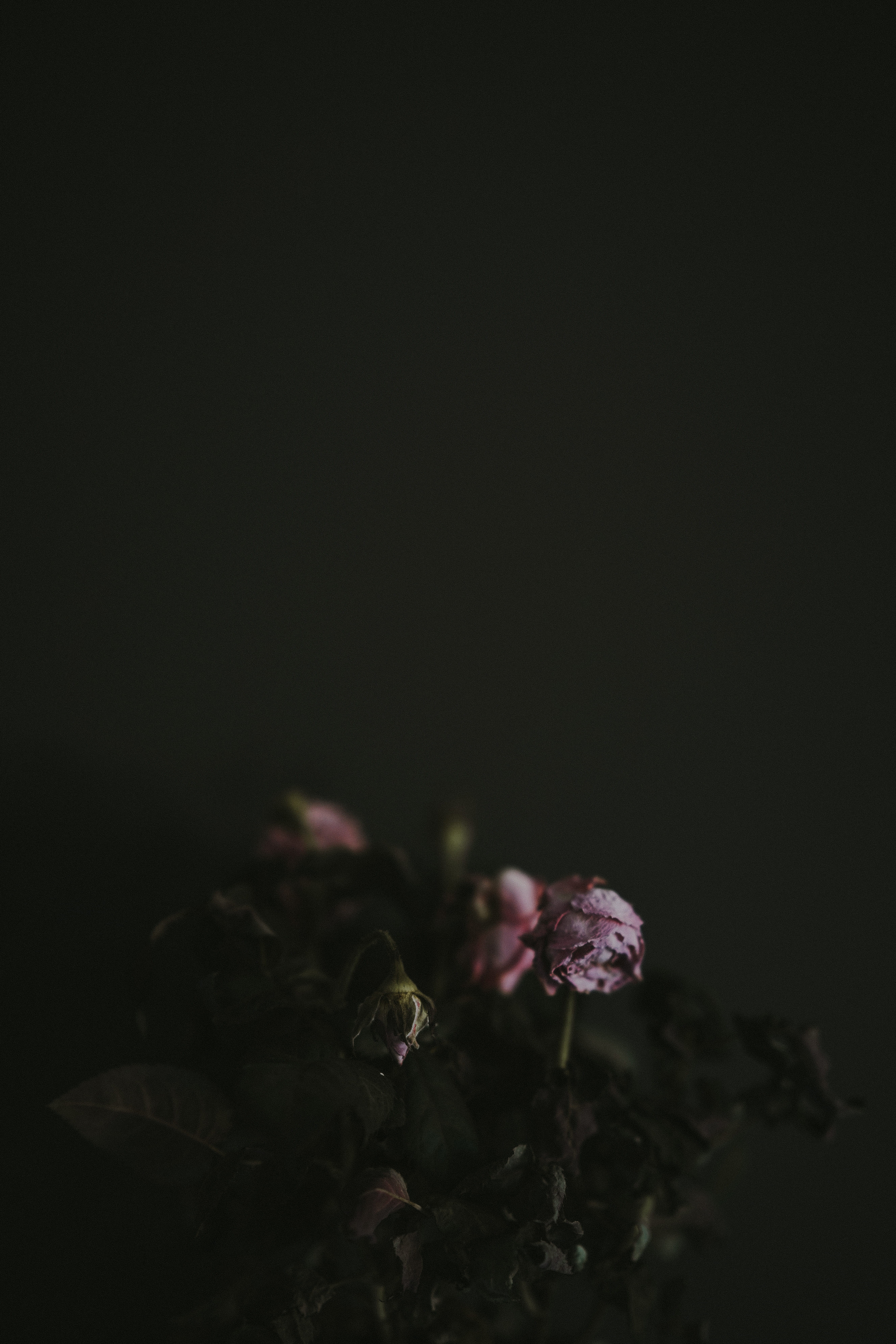 indoors, nature, close-up, plant, copy space, fragility, dried, night, flowering plant, inflorescence, pink, no people, dark background, studio shot, rose, Phone HD Wallpaper