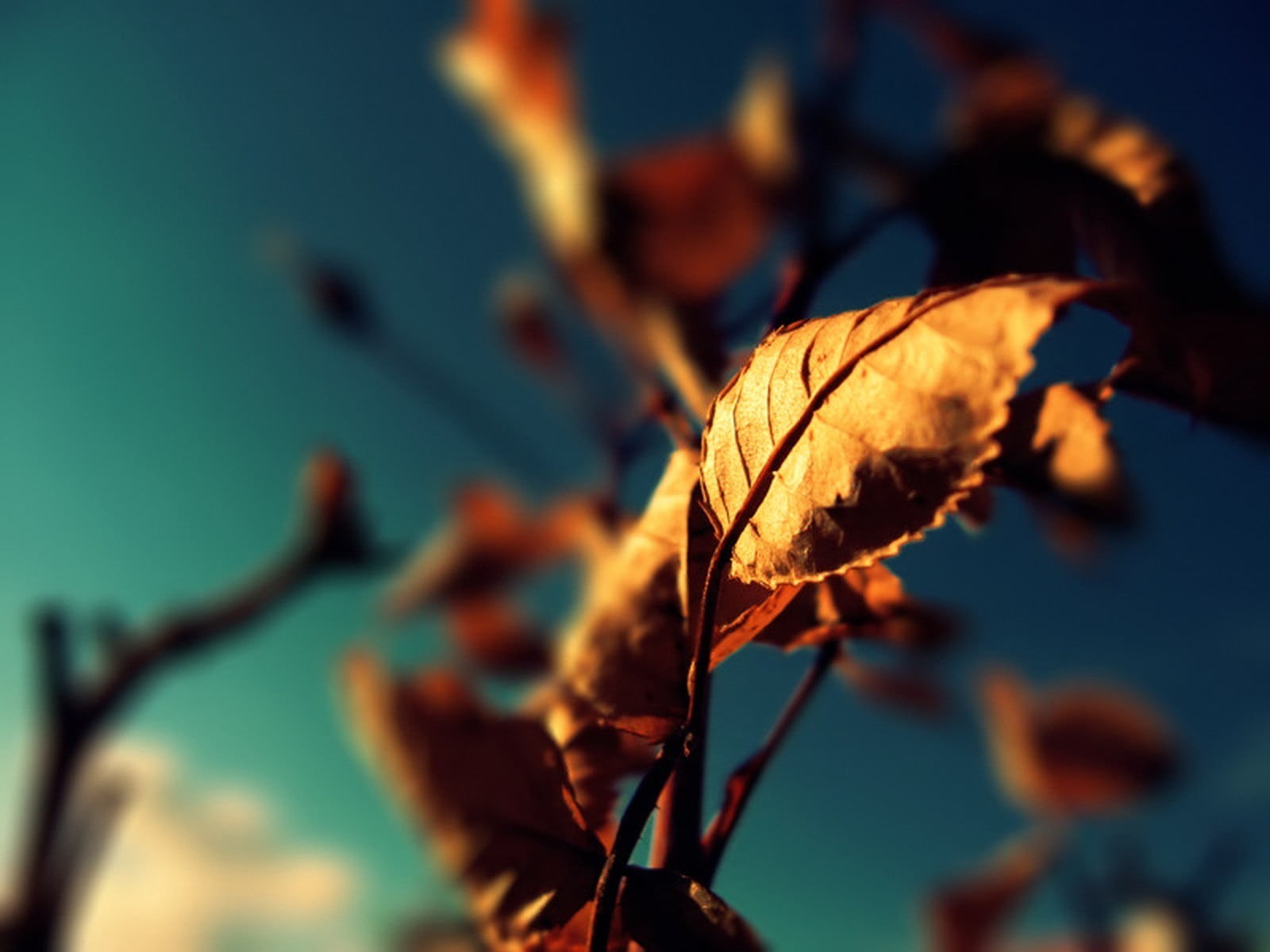 woodland, red, branch, plants, plant, sky, blue background, yellow, focus on foreground, growth, freshness, backgrounds, close-up, blue, depth of field, HD Wallpaper