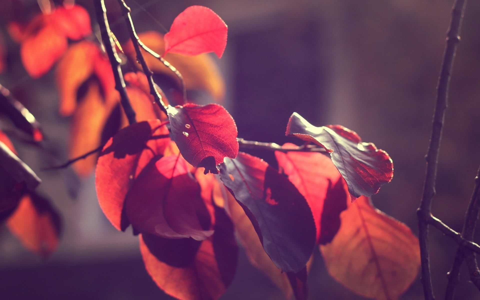 bright, macro, change, selective focus, plant, light - Natural Phenomenon, sunlight, red, color Image, plants, flower, multi Colored, leaf, tree, forest, HD Wallpaper