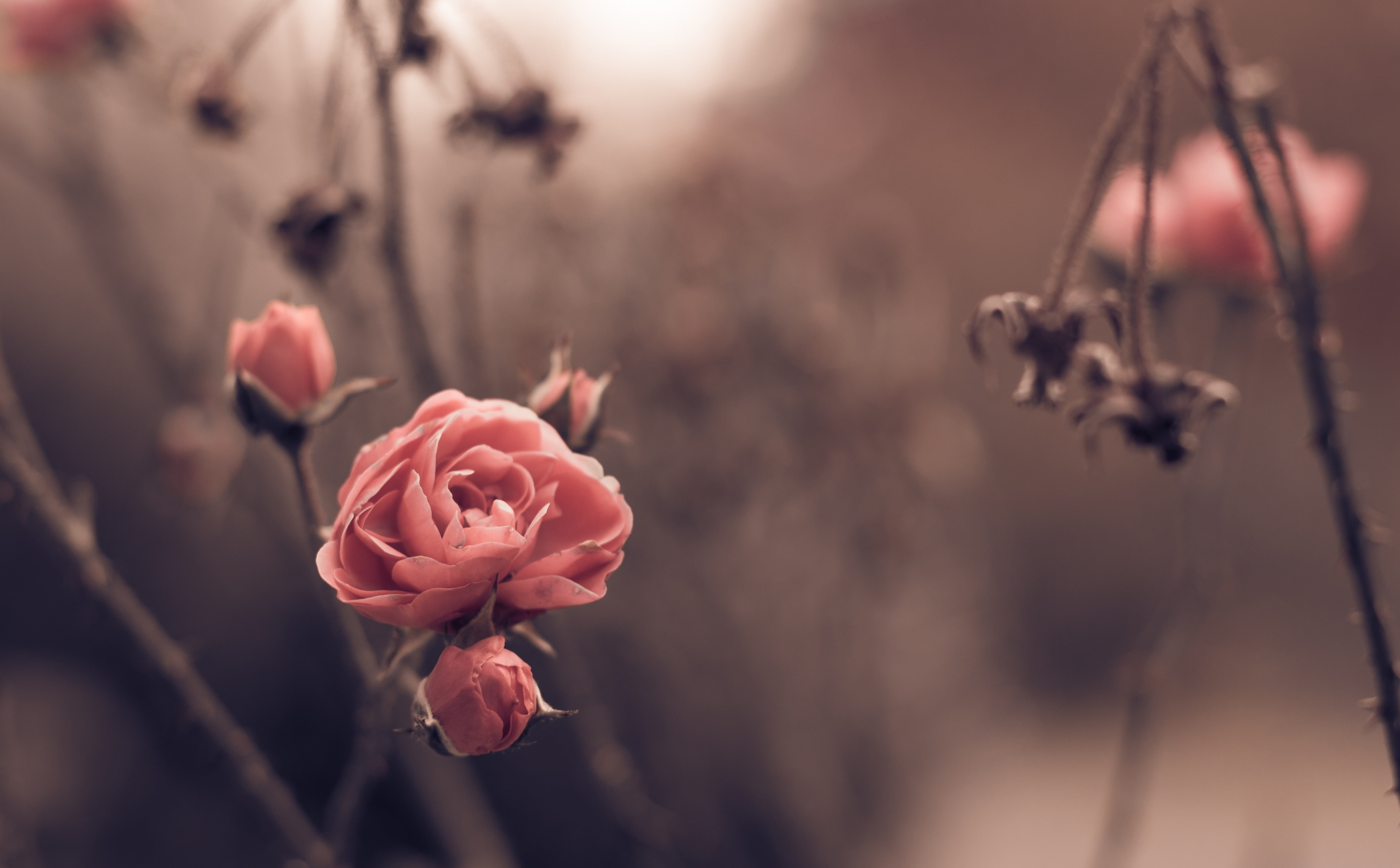 pink color, beauty in nature, growth, hd, pink, Blossom, spring, inflorescence, selective focus, Autumn, fragility, 50mm, Nature, focus on foreground, HD Wallpaper