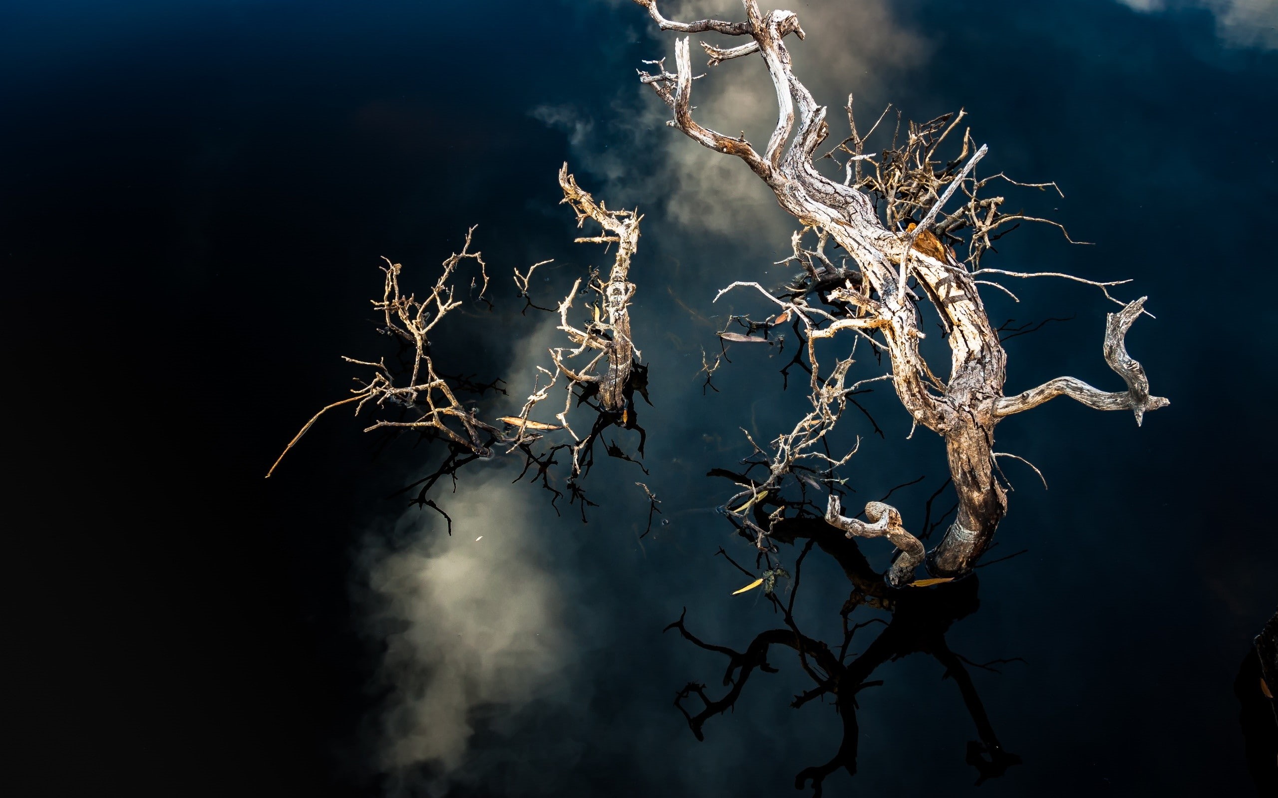 Joshua Tree National Park, dried plant, branch, day, tranquility, no people, sky, 2K, reflection, nature, outdoors, vulnerability, dead plant, growth, HD Wallpaper