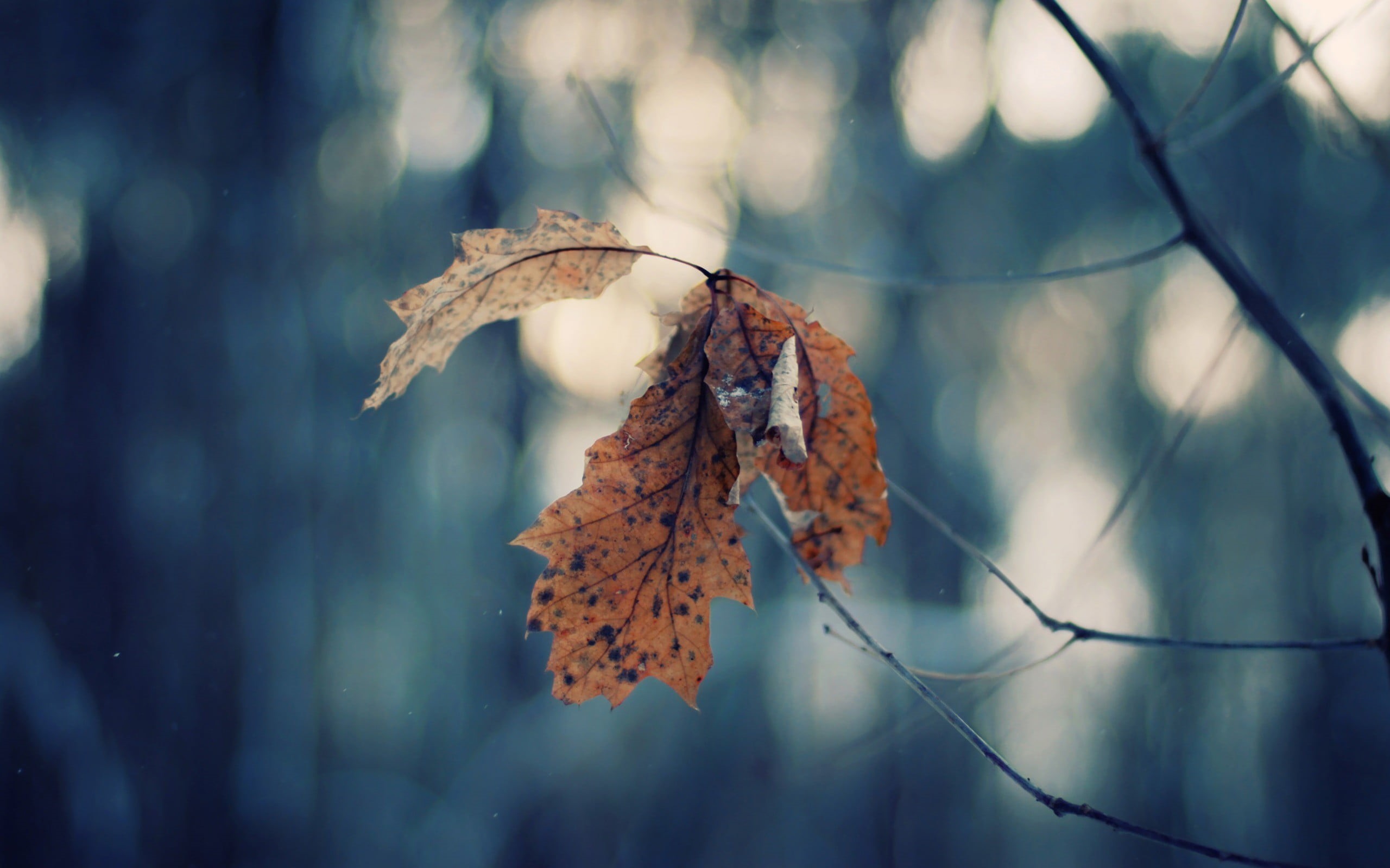 change, autumn, maple, dead plant, tree, leaf vein, vulnerability, day, dried, beauty in nature, 2K, outdoors, wilted plant, plant part, plant, leaf, nature, HD Wallpaper
