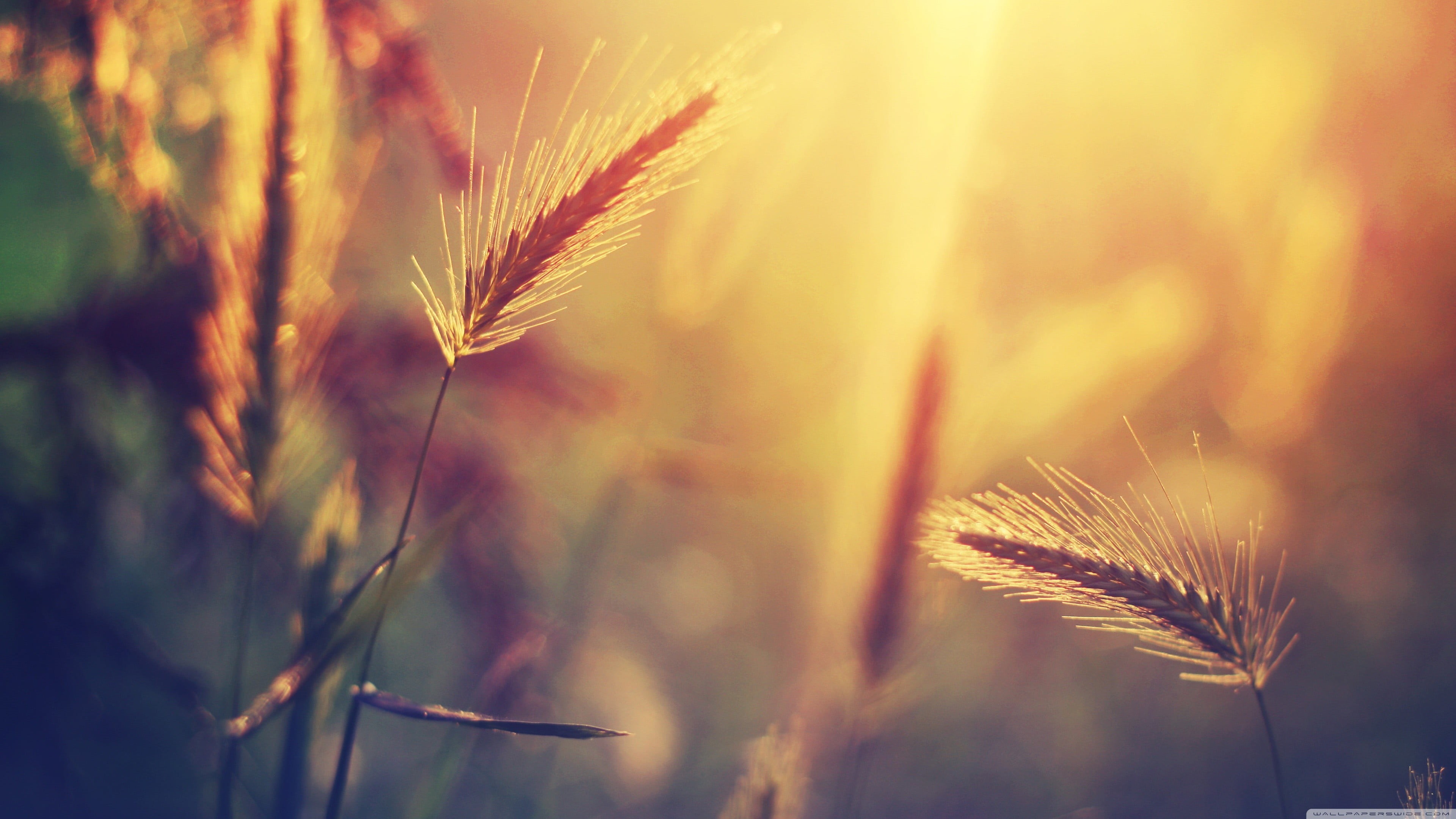 vibrant Color, brown, selective focus, bright, light - Natural Phenomenon, grass, summer, nature, defocused, barley, gold Colored, freshness, 4K, season, HD Wallpaper